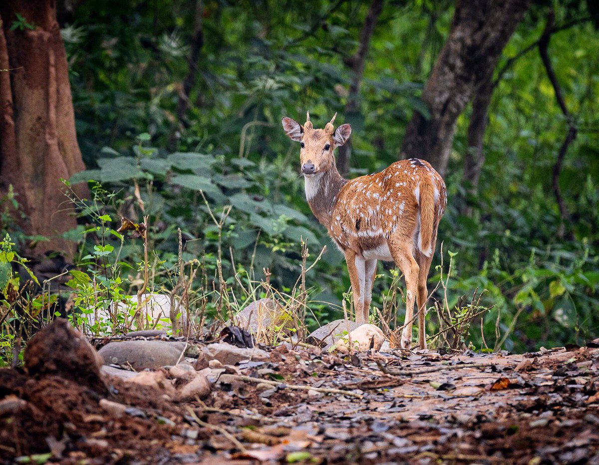 The #beautiful commoner of the #Indian #wildlife landscape - the #chital deer, deep inside the lush #KalagarhTigerReserve.

🦌

#wildlifephotography #wildlifeofindia #naturephotography #indiwild @IndiAves #uttarakhand @UTDBofficial #deer #TwitterNatureCommunity #photograghy