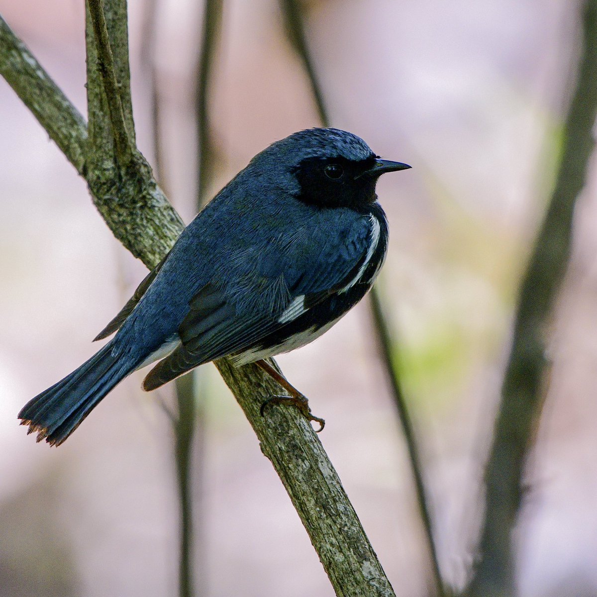 MeredithMComm's tweet photo. Black-throated Blue is among my favorite warblers. Always exciting to see one, albeit deep in the brush. 
💙🖤🤍#springmigration #bwiab #BiggestWeek #birds #BirdTwitter #TwitterBirds #birdphotography https://t.co/lVHkKWD6J4
