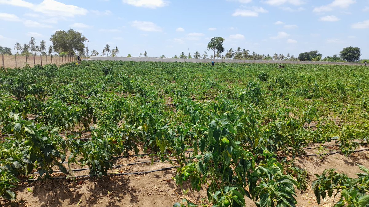 KeypekeeLand's tweet photo. Sales on Our Kisiki/Malindi property are still ongoing. Grab an acre for only Kshs 120,000 cash payment or acquire it at Kshs 150,000 on a 6 months instalment payment terms. Start your land ownership journey today.
Call/WhatsApp 0727 80 22 77. #raila #mpesa #Kalenjins #LadyJDee https://t.co/6leK6VdP1J