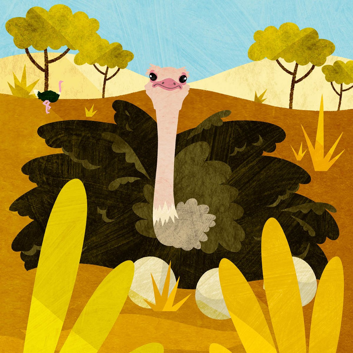 Let’s bust a myth!📣

Contrary to popular belief, ostriches don’t bury their heads in the sand when they’re scared.

It might look like that from afar, but in reality the male ostrich ducks to rotate his eggs to keep them all cool.

📚 Birds (A Day in the Life) by @TheLabAndField
