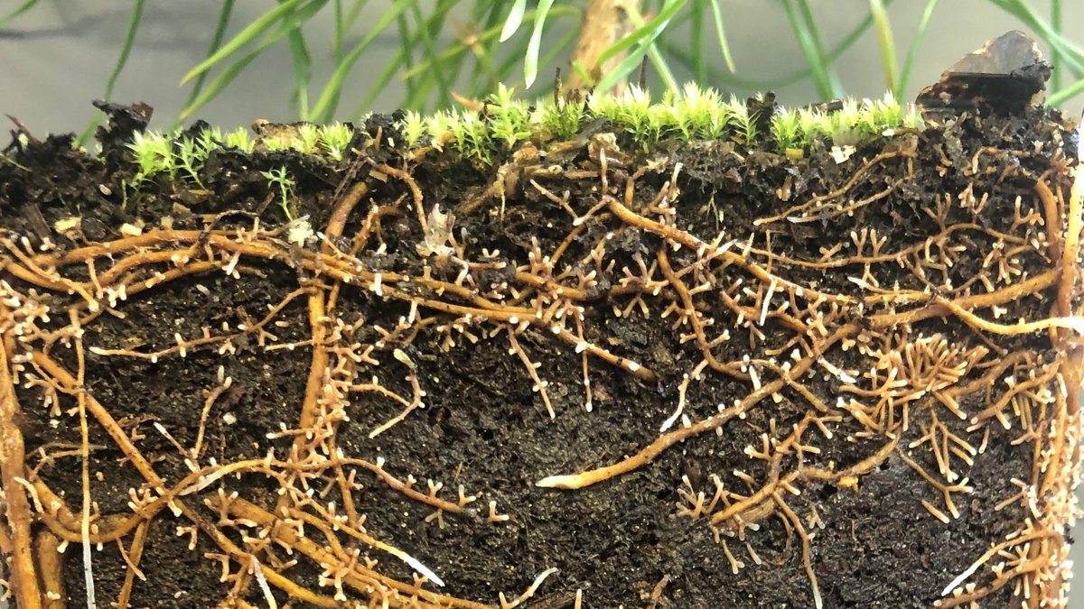 Sandra Jämtgård (@rootsofthenorth) on Twitter photo Come do your PhD with us! On #carbon #nitrogen interactions in the soil surrounding fine roots <a href="/SLU_ForestManag/">Department of Forest Ecology & Management</a> <a href="/FormasForsk/">Formas, ett forskningsråd för hållbar utveckling.</a> #borealforest #microdialysis
Please retweet and/or share with potential candidates!
slu.se/en/about-slu/w… Come do your PhD with us! On #carbon #nitrogen interactions in the soil surrounding fine roots <a href="/SLU_ForestManag/">Department of Forest Ecology & Management</a> <a href="/FormasForsk/">Formas, ett forskningsråd för hållbar utveckling.</a> #borealforest #microdialysis
Please retweet and/or share with potential candidates!
slu.se/en/about-slu/w…