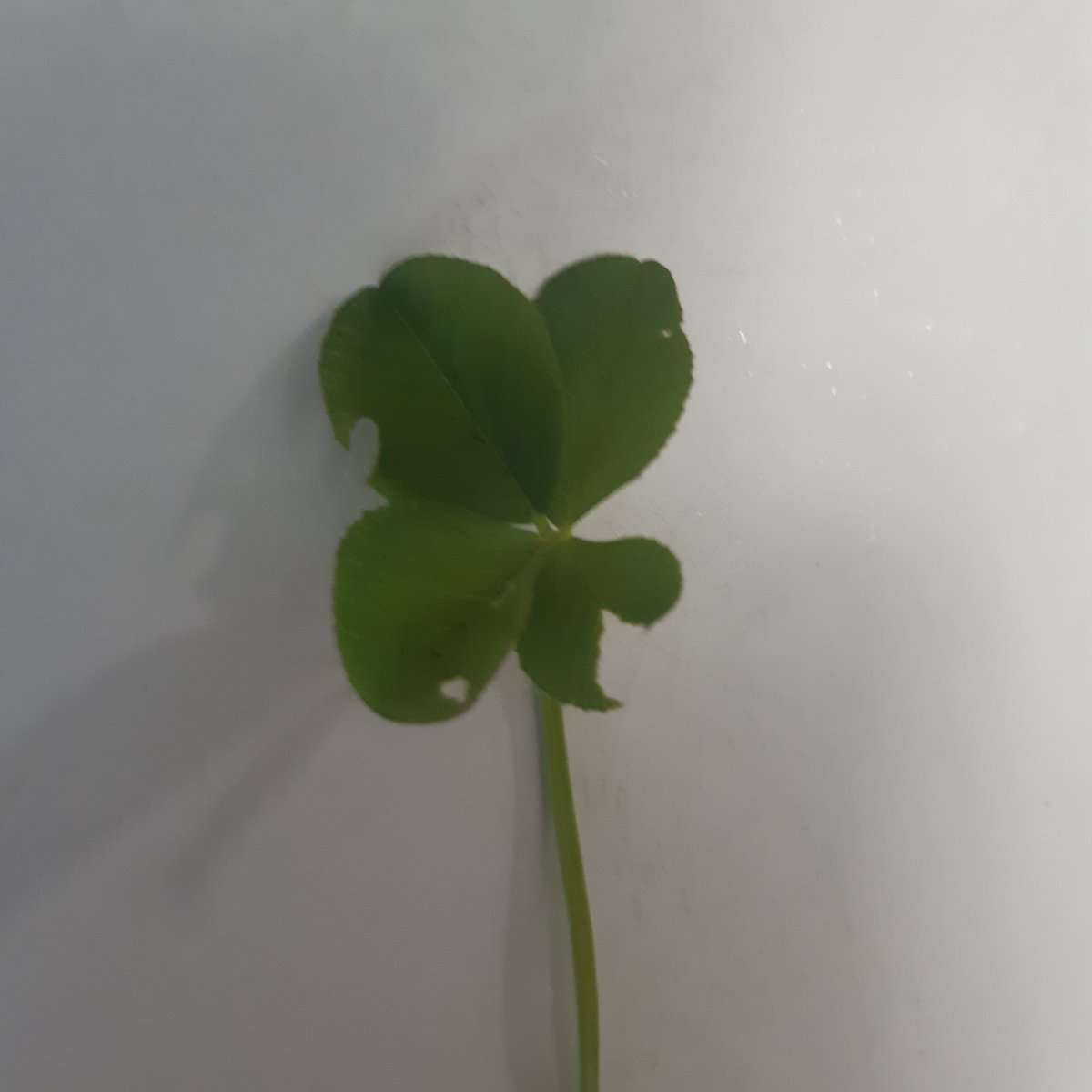 My 5 year old daughter found this 4-LEAF clover minutes before the Maple Leafs game last night.  Great Timing!  Go Leafs Go!! #TorontoStPats #TorontoMapleLeafs