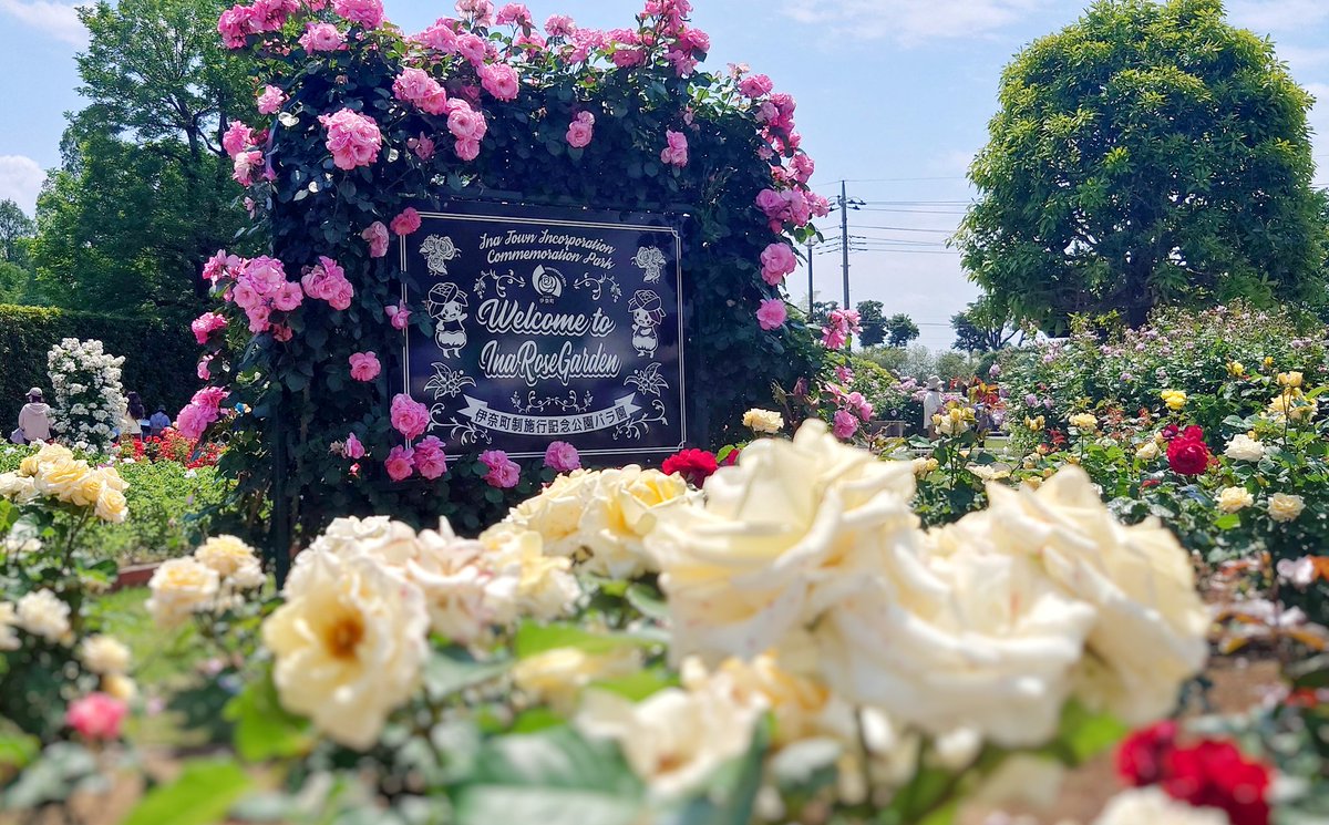 SthS_1114's tweet photo. 伊奈町は伊奈町制施行記念公園のバラ園🌹✨綺麗なバラが多すぎて目移りしてしまう… https://t.co/79lh8RWNnz