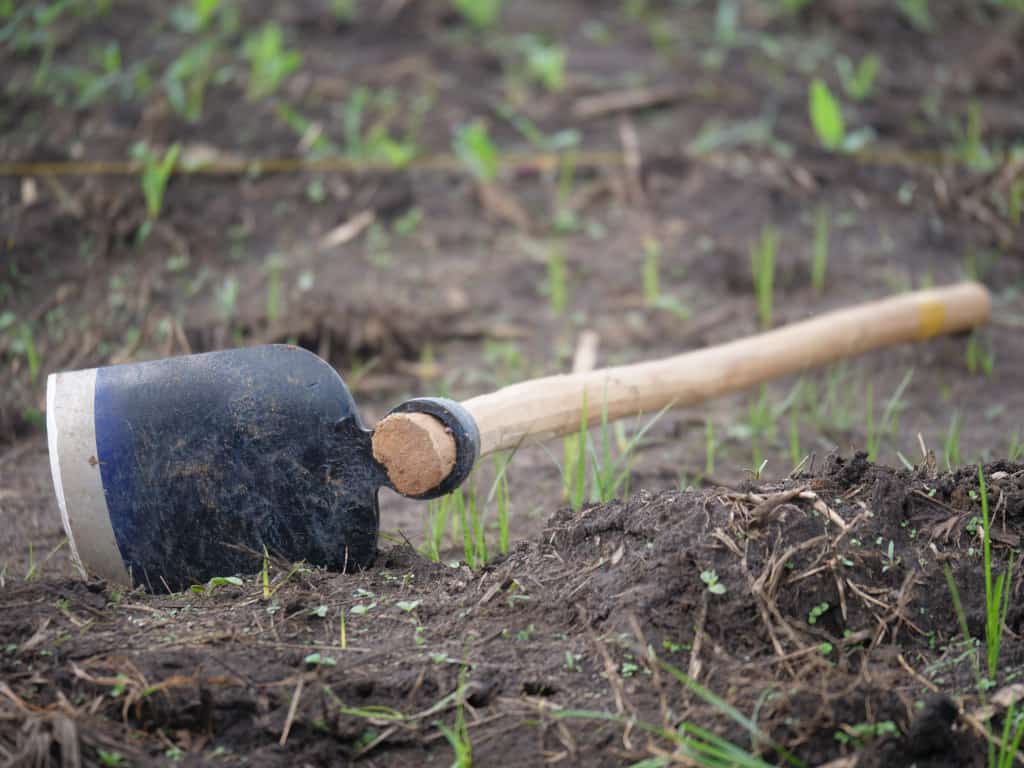 UmujyojyoPlc's tweet photo. @RwandanTweets   Iyo bavuze umujyojyo wumva iki? Mubihe byo hambere iyo ihinga ryabaga ryegereje wagombaga kuba ufite isuka y’umujyojyo (isuka nshya), Ese ubu ni nako bigenda cyangwa n’ifuni (isuka ishaje) irahinga...!

Umunsi mwiza ku bahinzi n'abaorozi!

#Duhingetweze https://t.co/YP5CBrLdc0