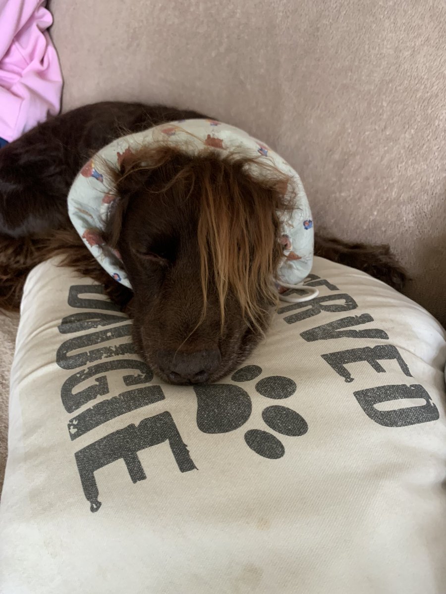 DougietheCocker's tweet photo. Happy birthday to me https://t.co/KsxeMwQwiF