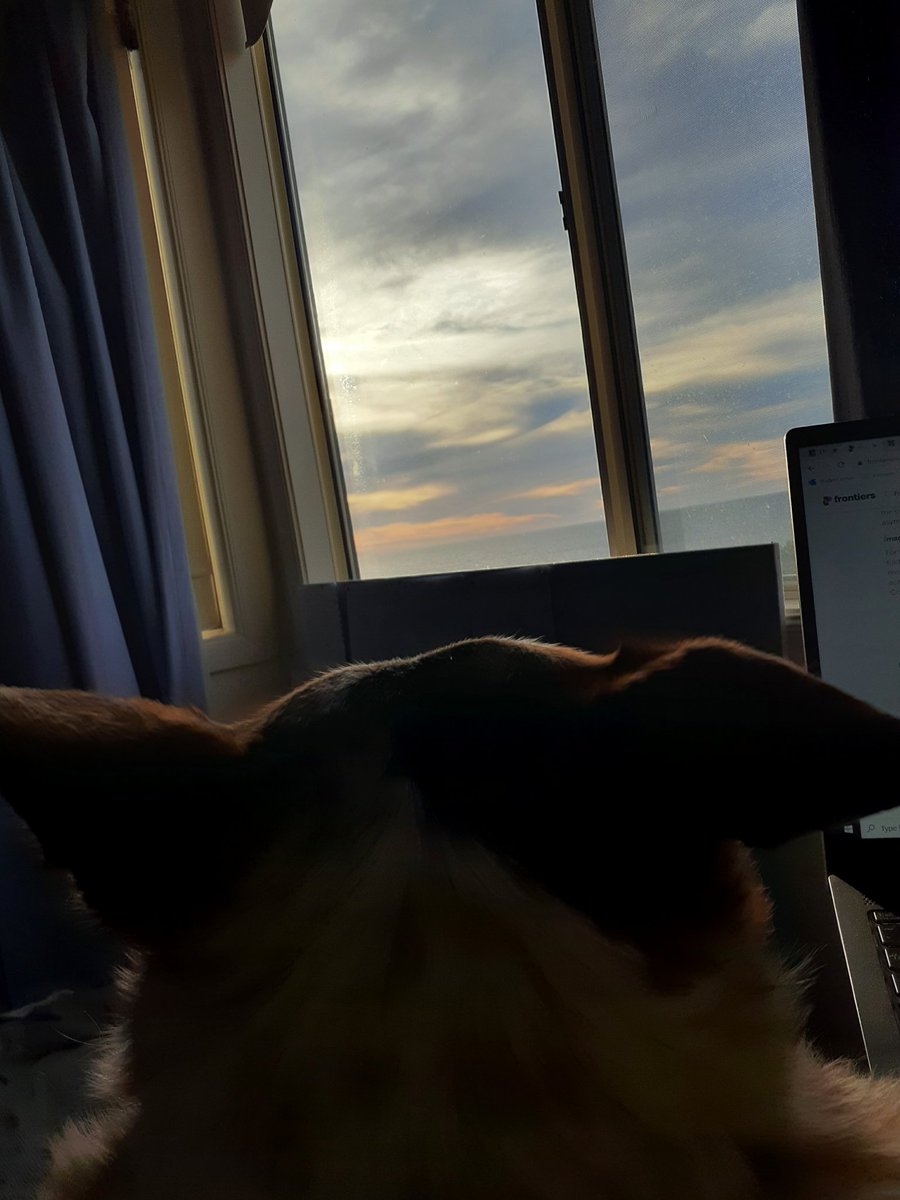 My gizmo lookalike, watching the world go by #beststudybuddy #goldenboy #sungod