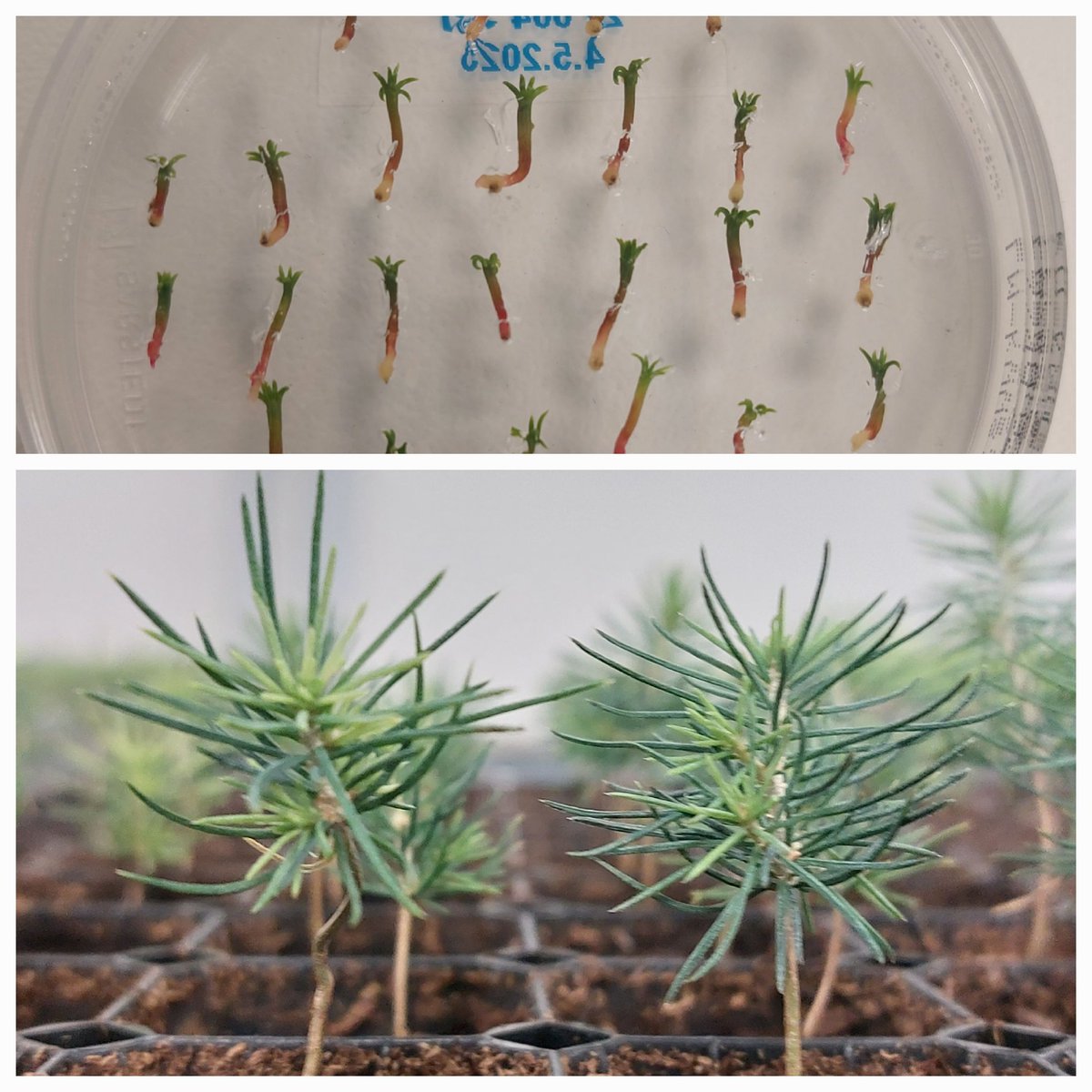 Kasvullisen lisäyksen avulla voidaan saada metsänjalostuksen tuloksia nopeasti käytäntöön: mm. sopeutuminen tulevaisuuden ilmastoon tai tuholaislestävyyden paraneminen. <a href="/LukeFinland/">Luonnonvarakeskus</a> Savonlinnan toimipisteessä loistavaa ja pitkäjänteistä työtä.
#somaattinenembryogeneesi
#kuusi