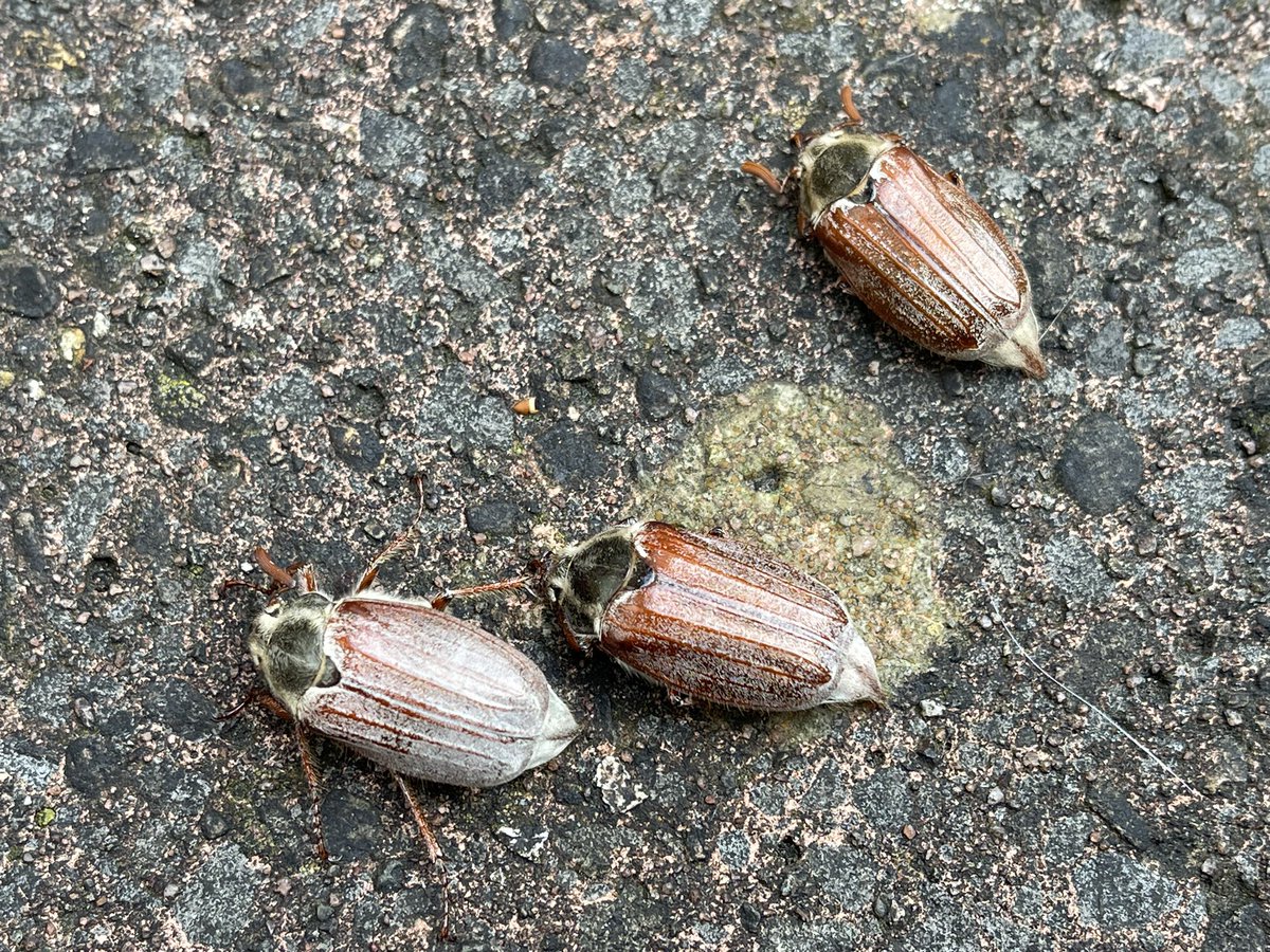 RamblingJax's tweet photo. And so it begins …… #mothtrapintruders #moths #maybug https://t.co/2j8EONQ6rj