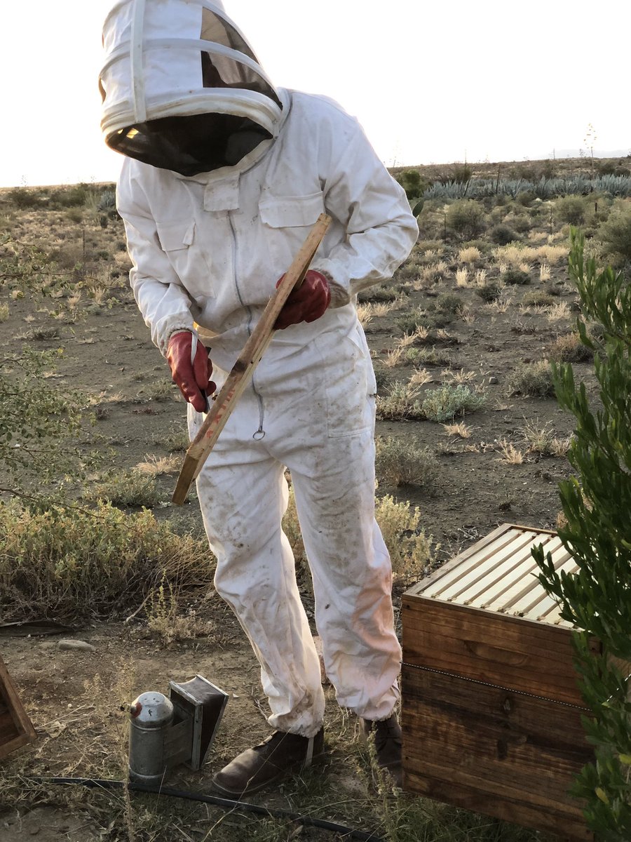 bakovensfontein's tweet photo. Did some hive maintenance and checked on the supers.

These little critters have been working really hard! 🐝 🐝 🍯 https://t.co/n1XisVE2YI