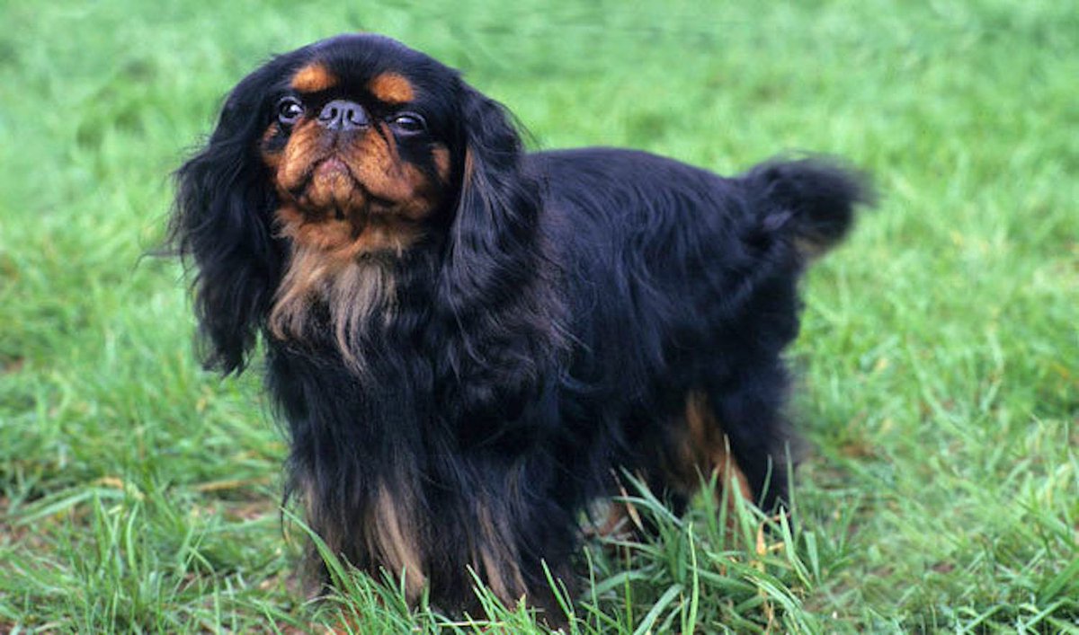 🐶🌈🐾 Meet the affectionate and charming English Toy Spaniel - a small breed with a distinctive build and silky coat. ❤️ #EnglishToySpaniel #KingCharlesSpaniel #DogLovers #FamilyPets 🐾🐶