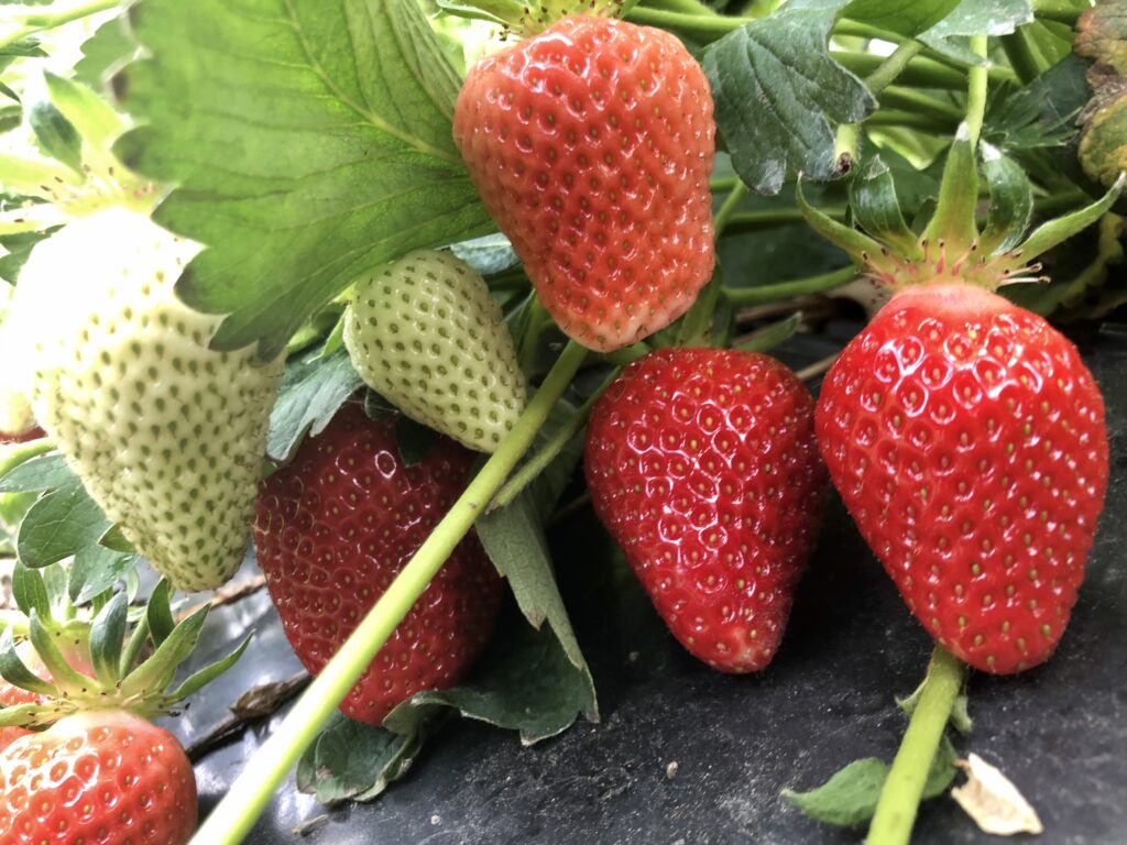 Erdbeeren: Süß und saftig startet die Saison
(L P D) – Sie sehen aus wie gemalt und schmecken herrlich süß – überall in Niedersachsen liegen die … #Erdbeeren #Fred Eickhorst #Hofläden #Obstbau &gt; landvolk.net/lpdartikel/erd…