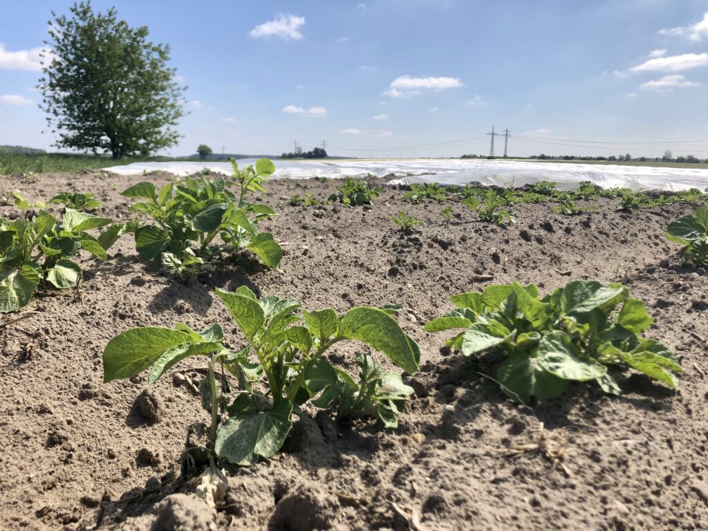 Hofläden bieten Frühkartoffeln zum Muttertag an
(L P D) – Am Valentinstag gepflanzt, zum Muttertag geerntet – trotz der kalten Temperaturen haben … #Frühkartoffeln #GROKA #Kartoffeln  &gt; landvolk.net/lpdartikel/hof…