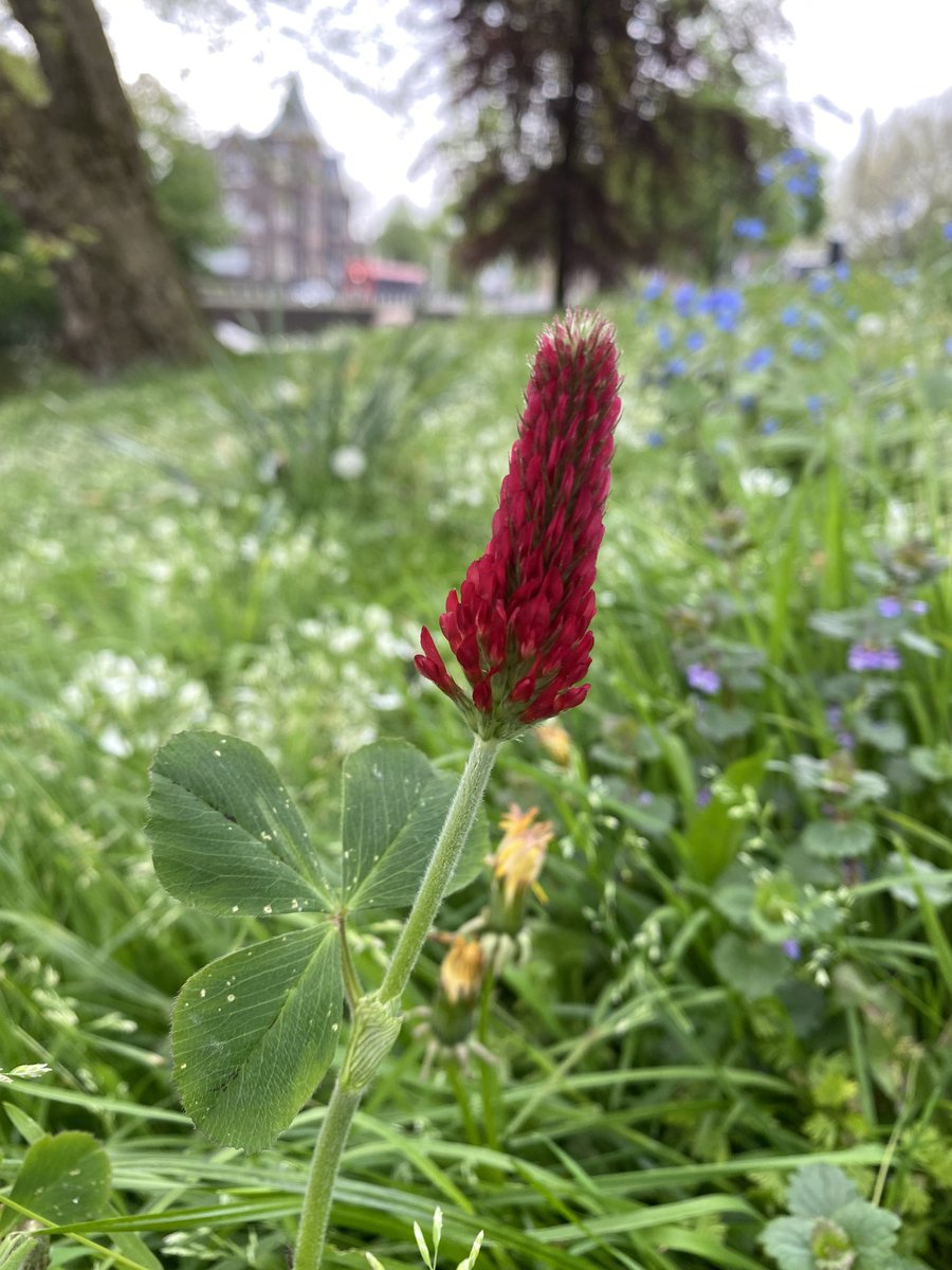 Dat ongemaaide gras levert steeds meer cadeautjes op. #haarlem #insecten #maaibeleid