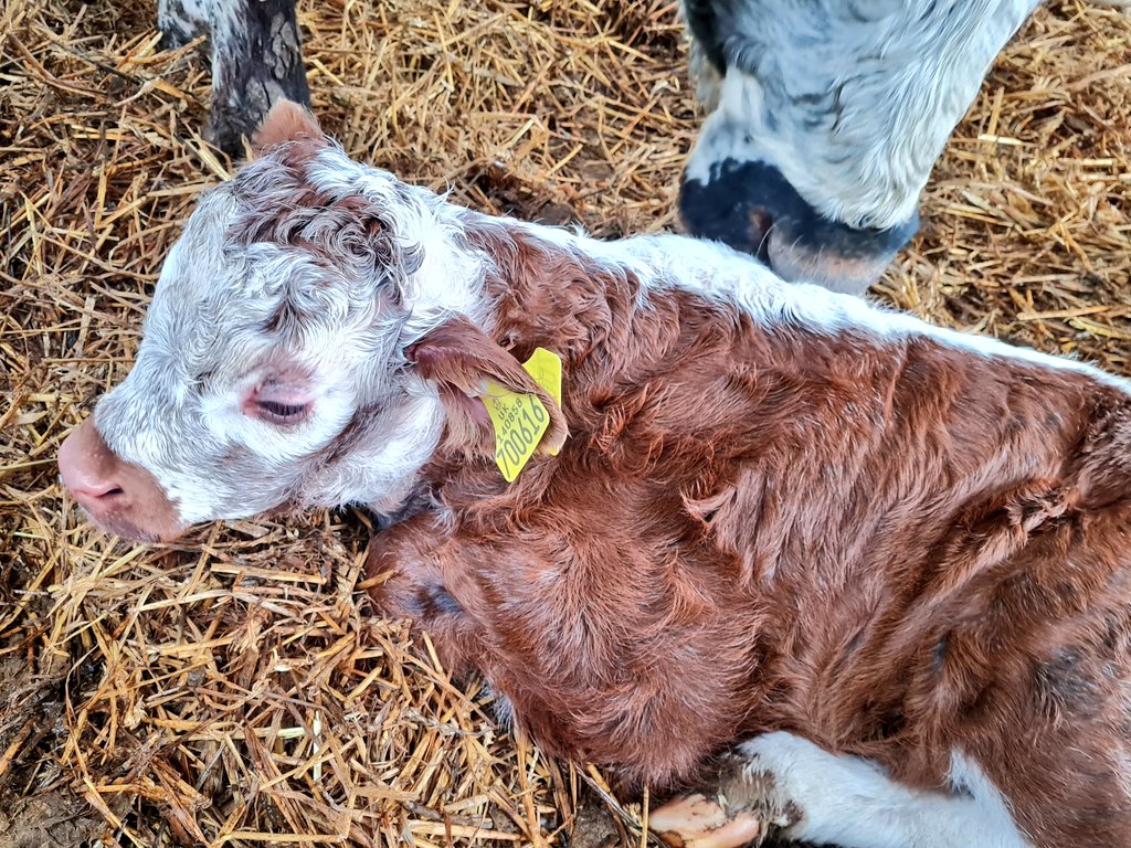 ChasSutcliffe's tweet photo. Good morning, I popped the @allflexuk #TST tag in Tetford Xenia's bull calf yesterday afternoon. Tissue sample will go to @CISTelford lab for @BVDFree testing.
#tetfordlonghorns #BVDfree #hiherdhealth #pedigree #Longhorns #nativebreed #easycalving https://t.co/luvFsQKBb7