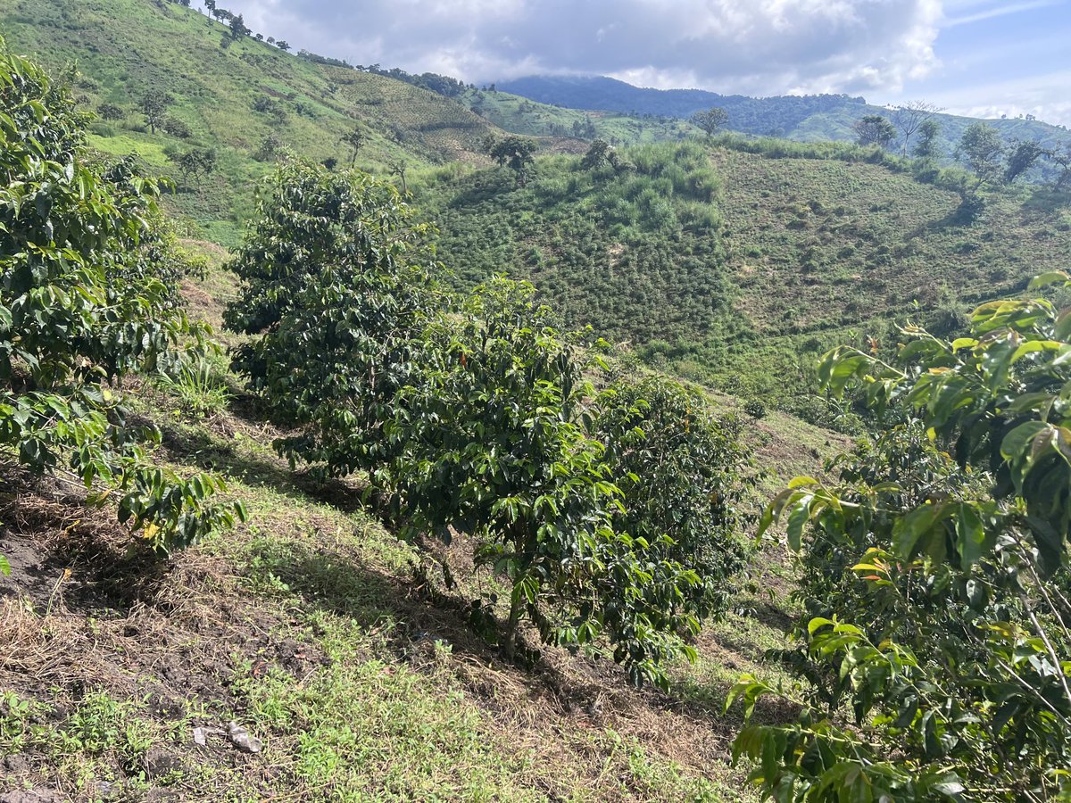 Kenneth Barigye tweet media