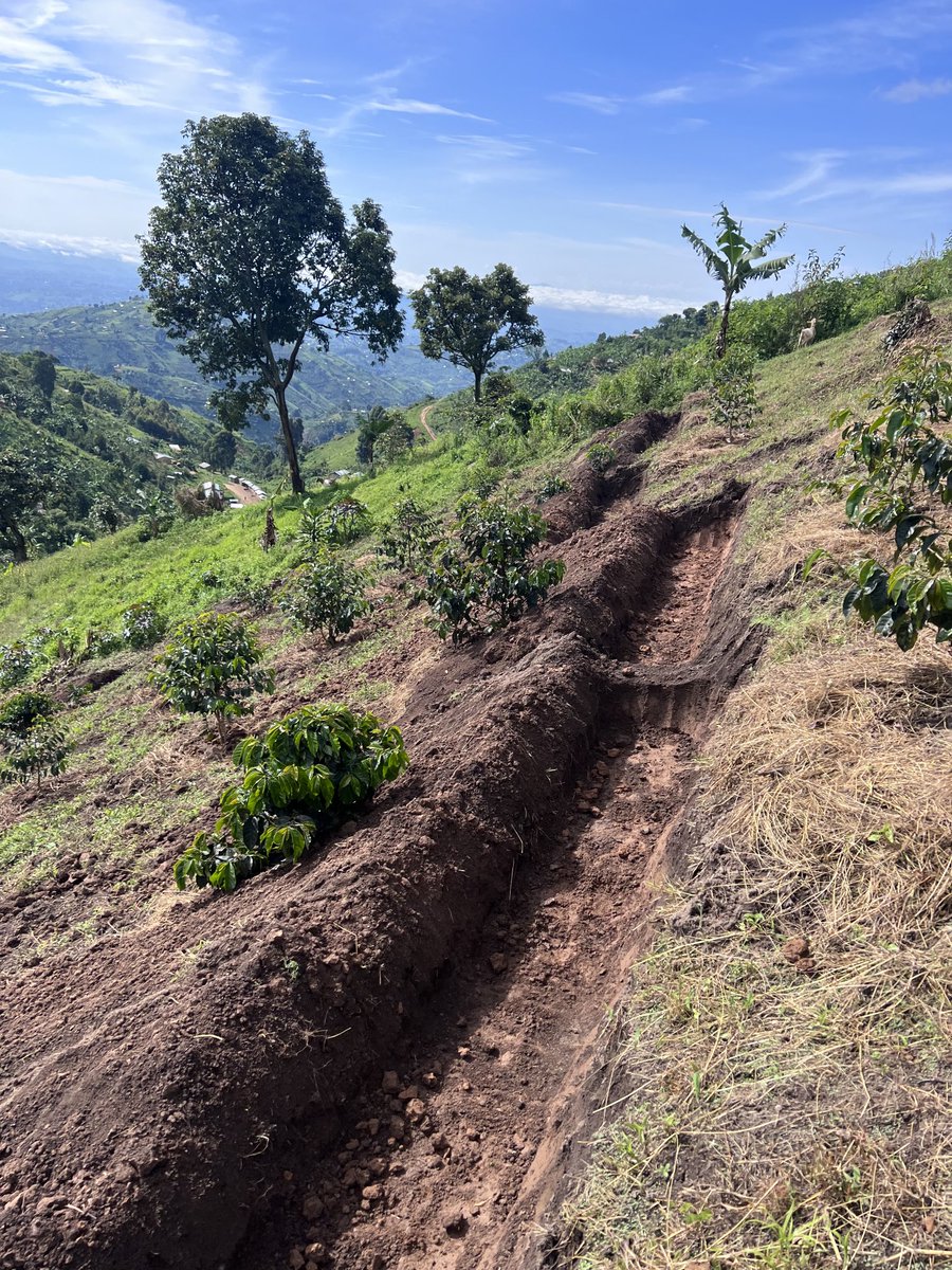 Kenneth Barigye (@kbarigye) on Twitter photo We are still talking about things you must do to produce specialty arabicas. Spacing and retention of water in the garden is crucial. <a href="/CoffeeUganda/">MAAIF_Coffee Production & Development Dept</a> <a href="/UCF_UG/">Ug Coffee Federation</a> <a href="/africancoffees/">African Fine Coffees Association (AFCA)</a> <a href="/naads_ug/">National Agricultural Advisory Services -NAADS</a> <a href="/OWC_ug/">Operation Wealth Creation</a> <a href="/KingOyoOfficial/">His Majesty King Oyo of Tooro Kingdom</a> <a href="/MAAIF_Uganda/">MAAIF 🇺🇬</a> We are still talking about things you must do to produce specialty arabicas. Spacing and retention of water in the garden is crucial. <a href="/CoffeeUganda/">MAAIF_Coffee Production & Development Dept</a> <a href="/UCF_UG/">Ug Coffee Federation</a> <a href="/africancoffees/">African Fine Coffees Association (AFCA)</a> <a href="/naads_ug/">National Agricultural Advisory Services -NAADS</a> <a href="/OWC_ug/">Operation Wealth Creation</a> <a href="/KingOyoOfficial/">His Majesty King Oyo of Tooro Kingdom</a> <a href="/MAAIF_Uganda/">MAAIF 🇺🇬</a>