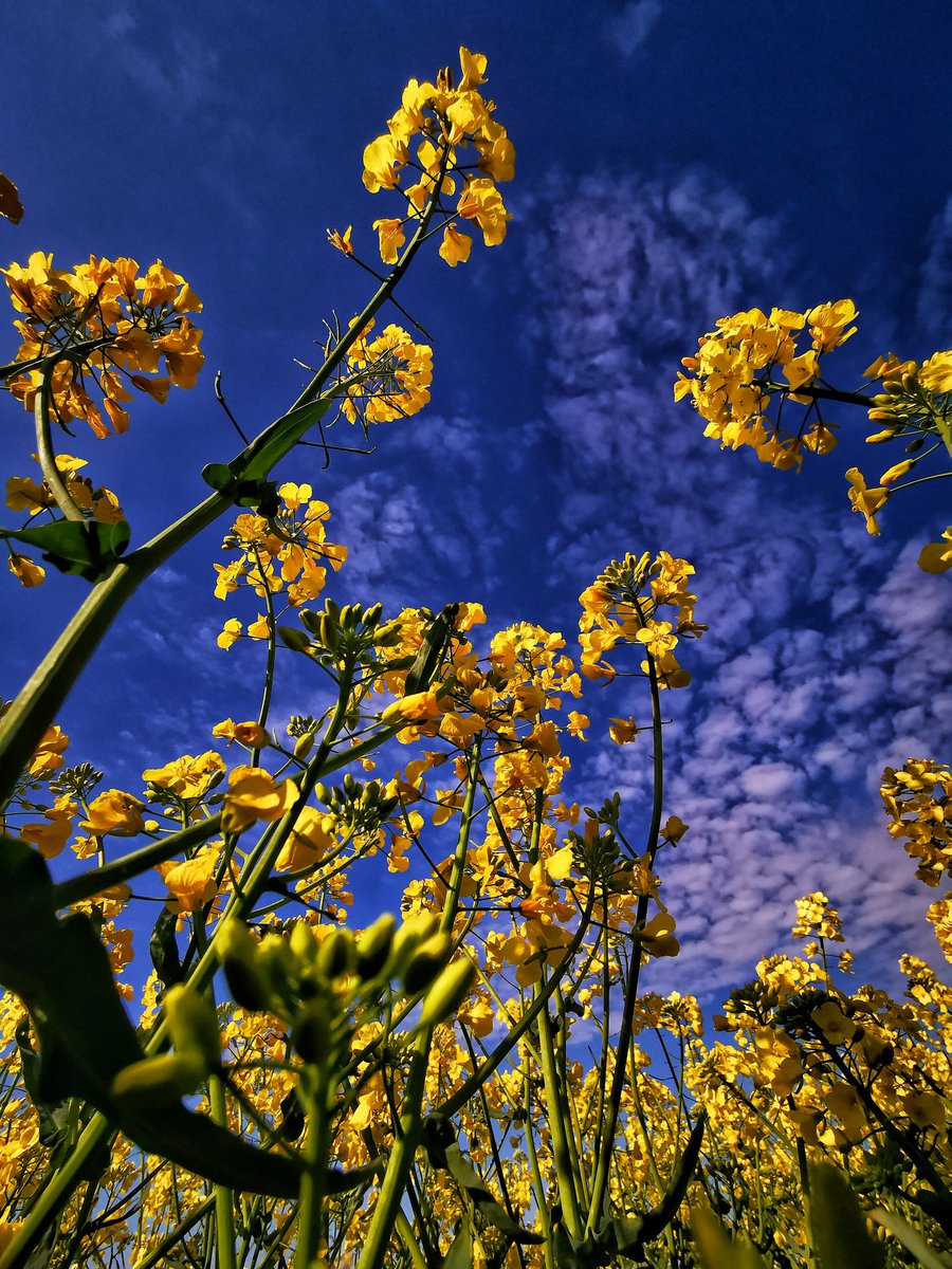 Goska_eM's tweet image. rzepiarologia stosowana
#rzepak #springtrip #spring #rape