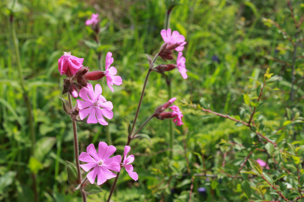 Penderi Cliffs Nature Reserve near Llanrhystud Ceredigion Stunning Spring flowers and views with nearly 2 km of cliffs  contained within the reserve and a steeply west-facing Sessile Oak woodland @ItsyourWales @WalesCoastPath @WTSWW #peoplewithpassion