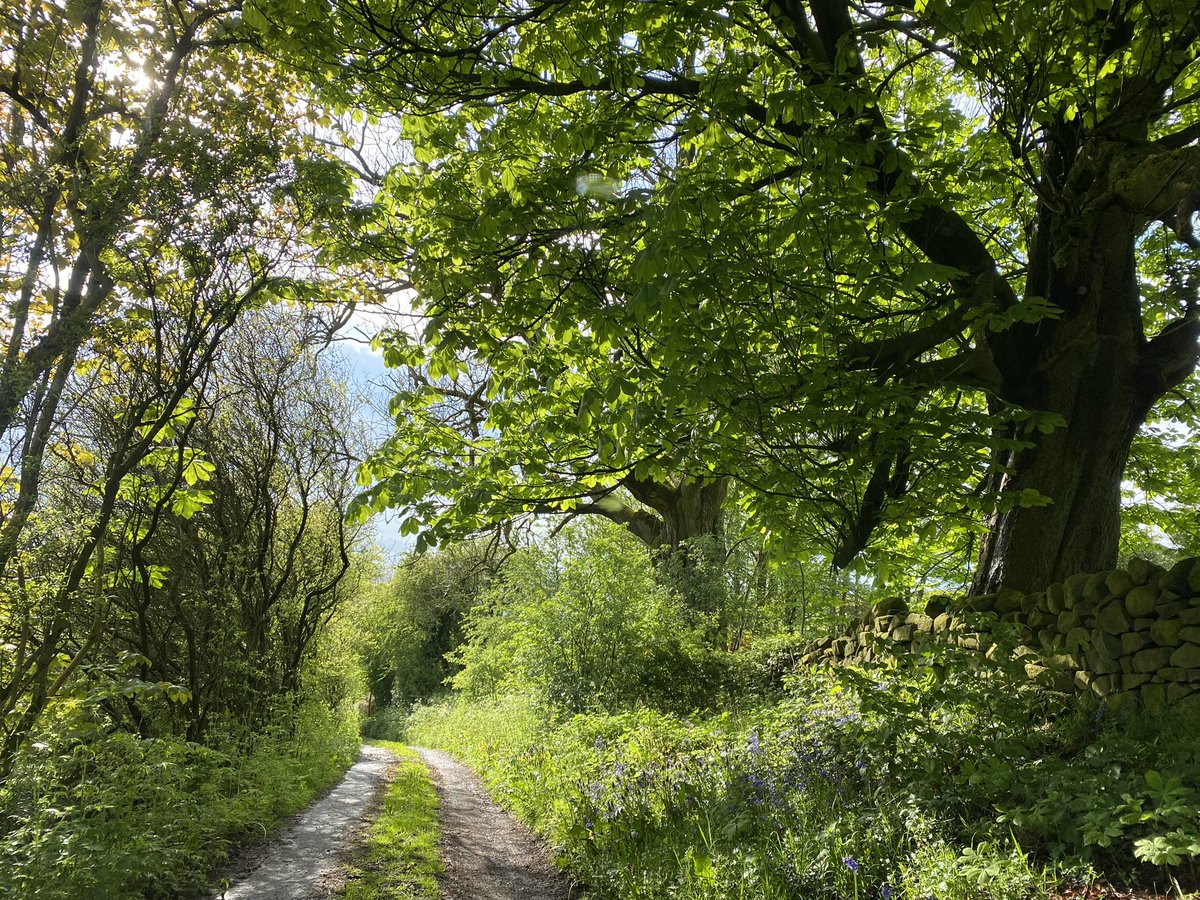 seaparkin's tweet image. Yesterdays lane Sycamore &amp;amp; blackthorn. Sparkling green after the downpour Driving home &amp;amp; not long to soak it up Birds singing #treeLinedLane #Spring #trees
