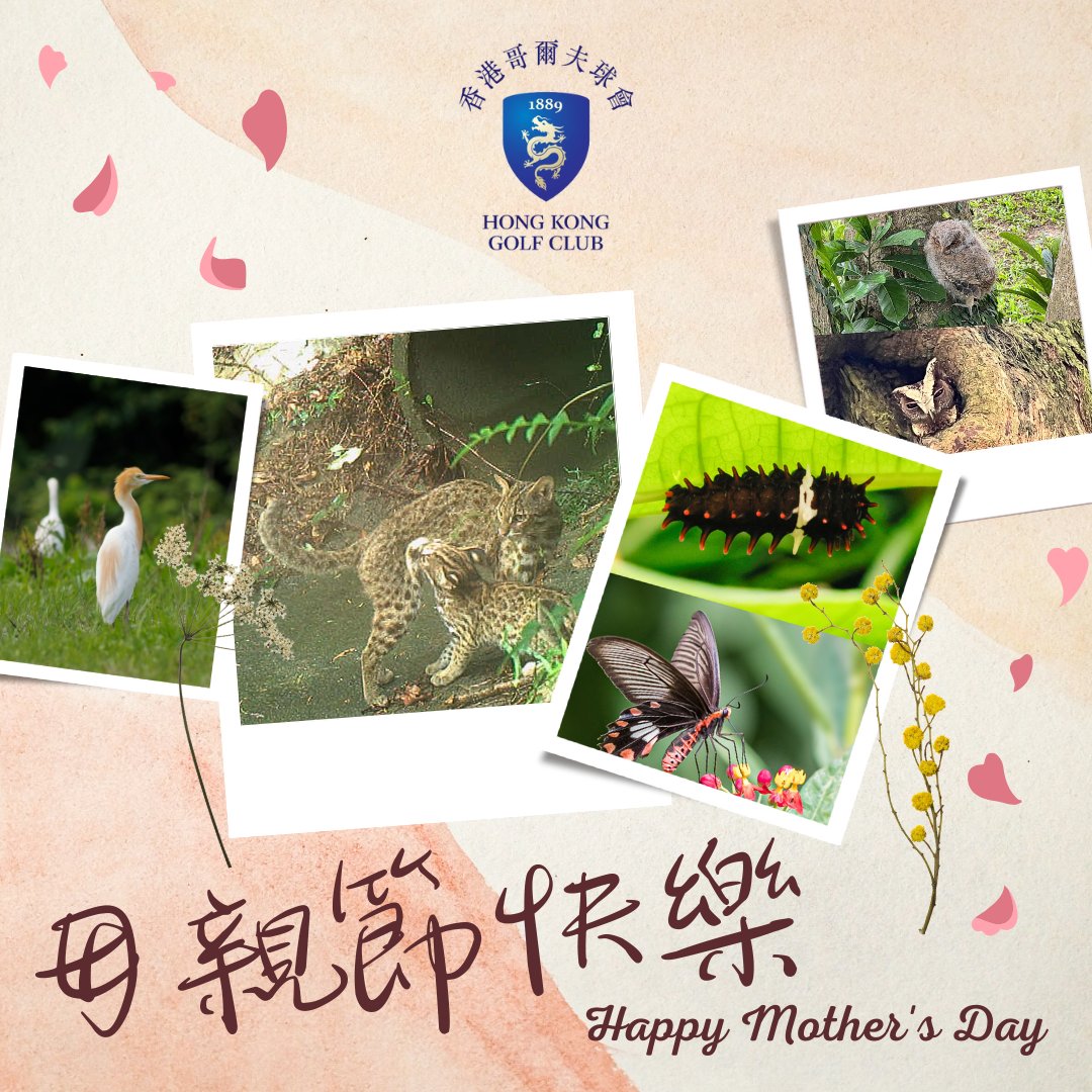 hkgolfclub's tweet photo. Happy Mother's Day!🎊
Whilst today we praise and thank all the wonderful and dedicated mums out there, we should not forget the maternal love that also exists in the animal kingdom.🥰
#HKGC #Golf #LeopardCat #Owl #CommonRose #CattleEgret #Mother #MothersDay https://t.co/VOogBUhVcB