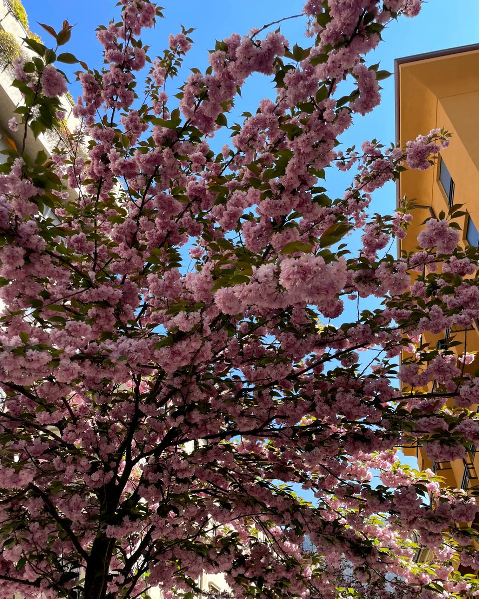 Gm fam! 💗
Hope you enjoy your Thursday 🌸