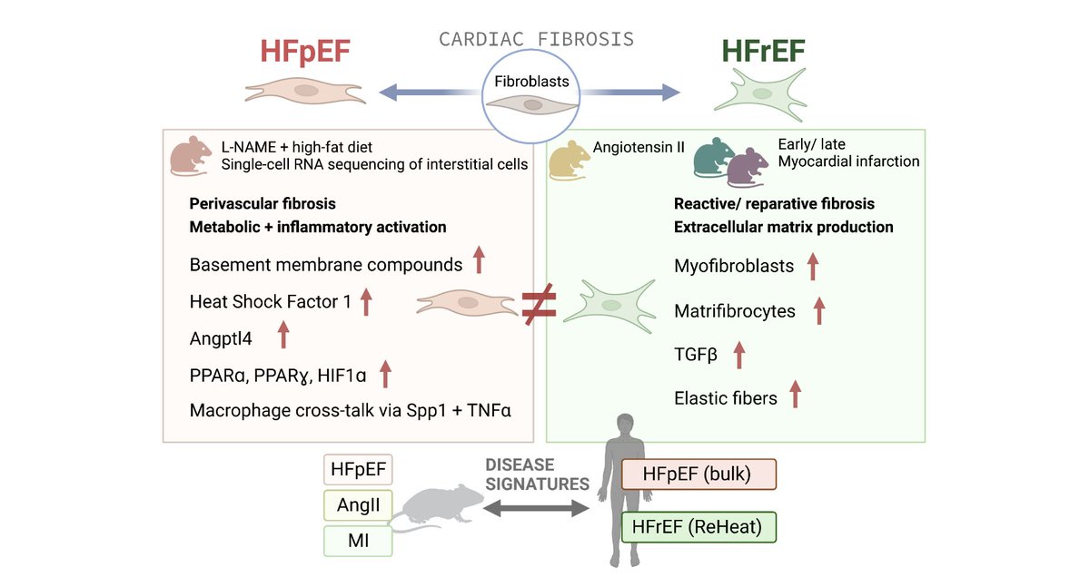 📰New preprint w Leuschner group @UKHD applying single-cell transcriptomics to heart failure w preserved ejection fraction (#HFpEF) 🏥. We address current gaps in the understanding of fibroblast activation across 🐁 HF models: biorxiv.org/content/10.110…
