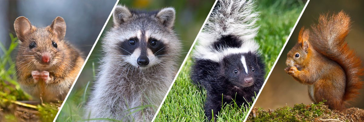 atlcpestcontrol's tweet image. Did you know that Atlantic Exterminating offers eco-friendly #pest_control options? Protect your home and the environment with our safe and effective solutions.

Book our Service. Call: (413) 747-7828
Email: atlcpest@gmail.com

Address: 66 Mountainview St, Ludlow, MA 01056, USA