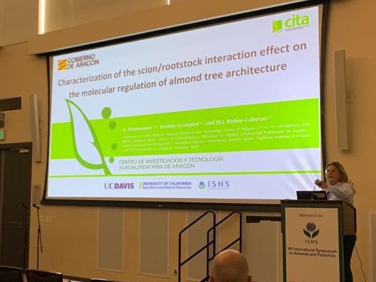 CITAAragon's tweet photo. 🗣️@mariajodem continúa presentando en el  III Simposio de Almendro y Pistachero  en Davis  California los trabajos de investigación que se desarrollan en el programa de #mejoragenetica de #almendro

@ucanr @ishs_hort
 #investigación #PILOWRED https://t.co/CyuocVqlQq