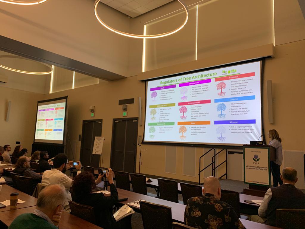 CITAAragon's tweet photo. 🗣️@mariajodem continúa presentando en el  III Simposio de Almendro y Pistachero  en Davis  California los trabajos de investigación que se desarrollan en el programa de #mejoragenetica de #almendro

@ucanr @ishs_hort
 #investigación #PILOWRED https://t.co/CyuocVqlQq