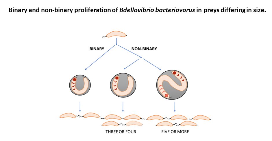 WrocMicrobe's tweet image. Our new study reveals fascinating bacterial reproduction methods of B. bacteriovorus which switches between binary and nonbinary fission depending on prey size.  Replication choreography is influenced by extracellular factors. #Microbiology #CellDivision journals.asm.org/doi/10.1128/mb…