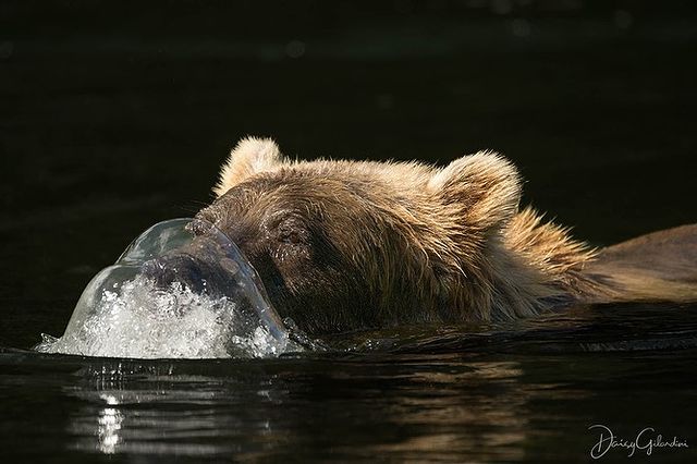 #NikonAmbassador Daisy Gilardini (@daisygilardini) used her #Nikon camera to portray one of the fascinating techniques bears use to catch fish. The camera enhanced the clarity of the water as it formed a glassy bubble over the bear's snout. bit.ly/3uU4rkL