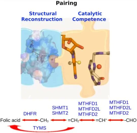 FEBSJournal's tweet photo. 📍 MiniReview 📍
Pairing structural reconstruction with catalytic competence to evaluate the mechanisms of key enzymes in the folate-mediated one-carbon pathway
✍️ By Li Na Zhao and Philipp Kaldis from @lunduniversity
🔗 https://t.co/xvSAj1wd1v
#DHFR #enzymecatalysis #folate https://t.co/85bexgBztM