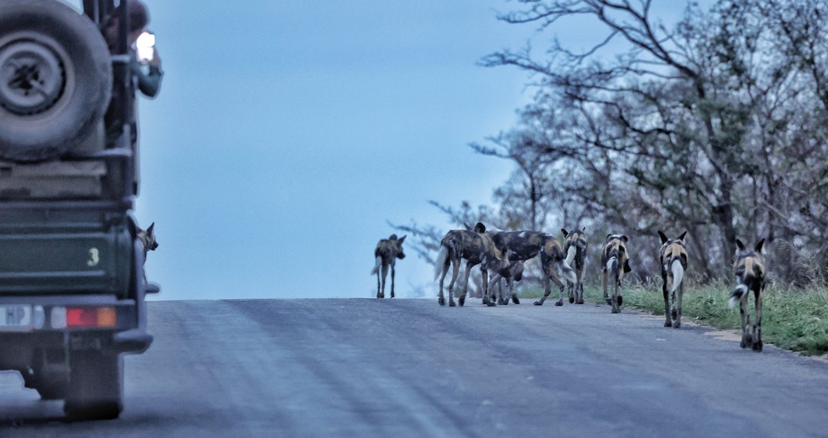 JockSafari's tweet photo. 'A fab wild dog sighting of a pack of about 14 with a hyena following closely behind. They did attempt a run at some impalas at one point in the Bush but were unsuccessful. We were out with Ranger David on an afternoon game drive.' Martin

Image by Jock guest Martin https://t.co/kVTt1FXRyA