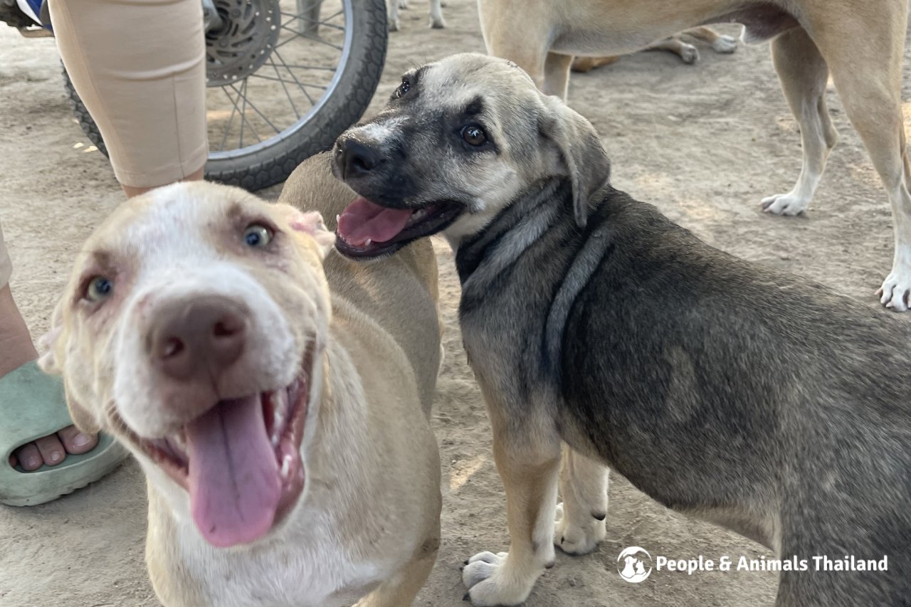 How Much To Microchip And Vaccinate Puppies