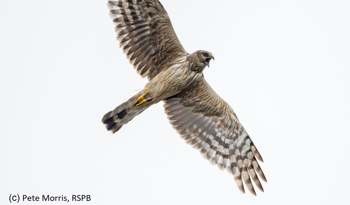 🚨NEWS: New study led by RSPB shows illegal killing major cause of death in #HenHarriers A thread📷 #Ornithology | @RSPBEngland @RSPBScotland