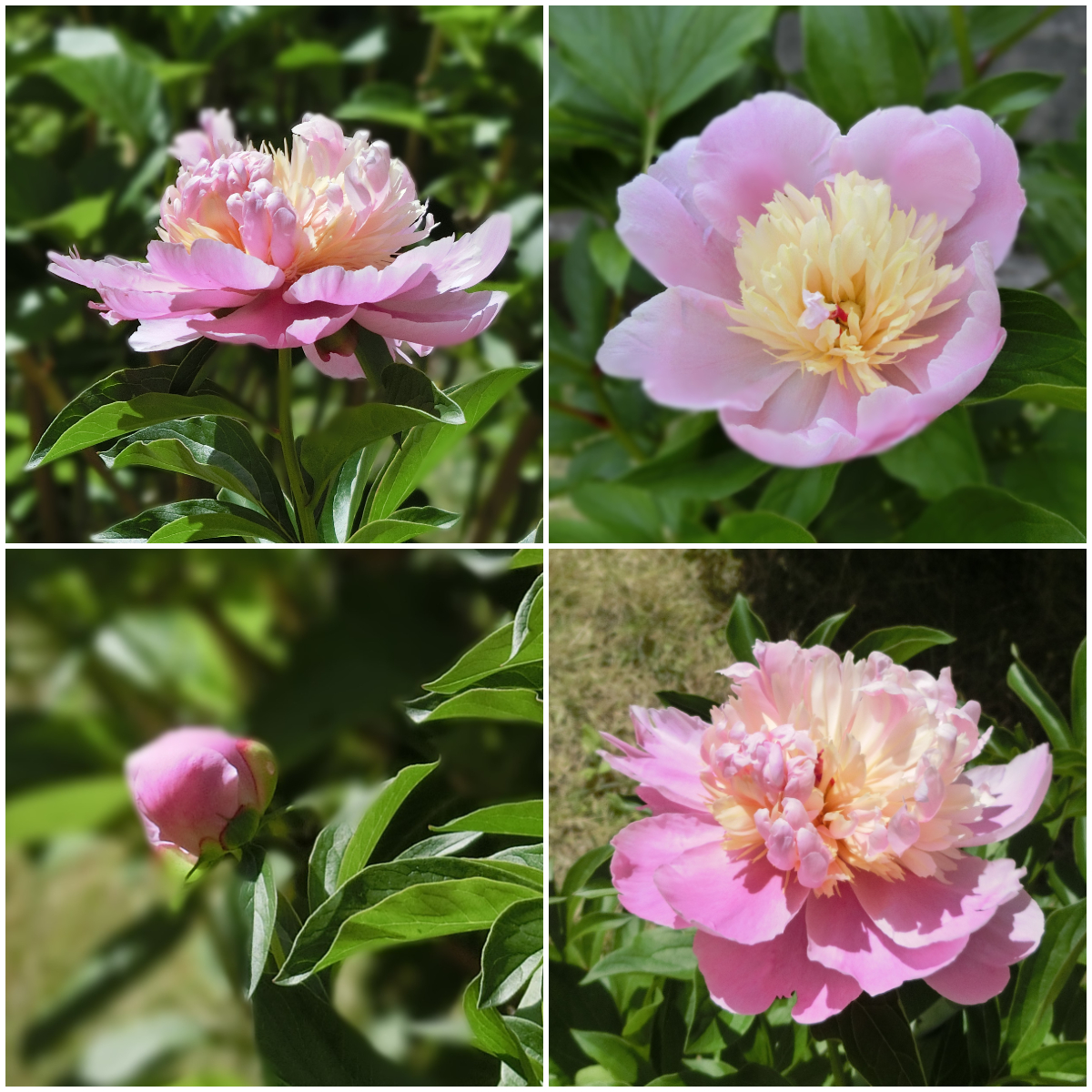 庭の芍薬 🌺🌿

いつもは一斉に咲くのですが
今年は個々の開花に
かなり日付差がありました

#花が好き #花で癒しを
#シャクヤク #芍薬 
#TLを花でいっぱいにしよう