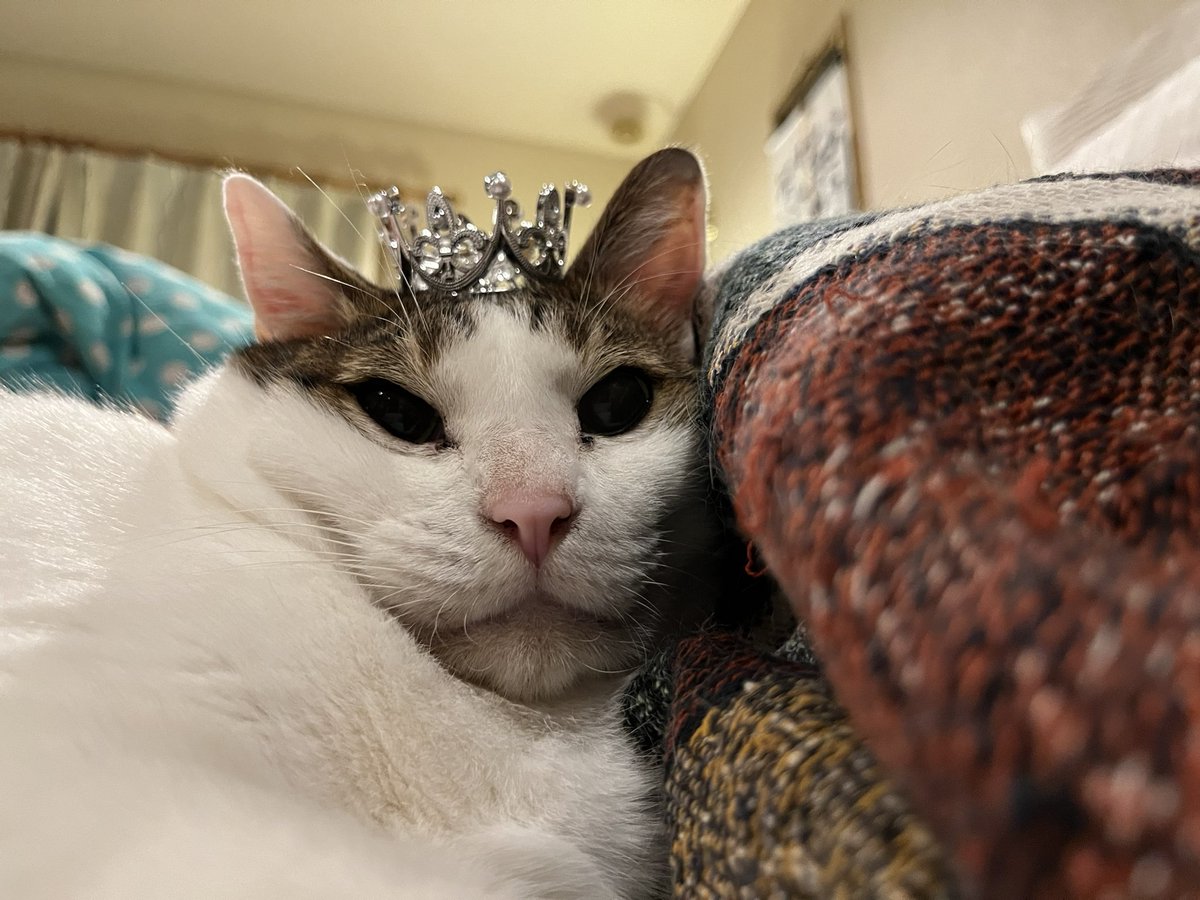 funapetsit's tweet photo. 戴冠式ごっこ　
#猫のいる暮らし #ねこ #猫好きさんと繫がりたい #もうもくのねこ #ちゃしろねこ #きじしろねこ　#船橋ペットシッターズ
#cat #catlovers #CatsOfTwitter #redtabbyandwhitecat #blacktabbyandwhitecat #chat #funabashipetsitters https://t.co/Y20Hwy4xiK