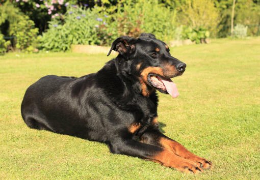 PuppyFindEurope's tweet image. 🐾 Exciting Beauceron News! 🎉🐶

Discover the captivating world of Beauceron dogs: history, loyalty, and adventure! 🐾❤️🌍

#BeauceronLove #LoyalCompanions #AdventureDogs