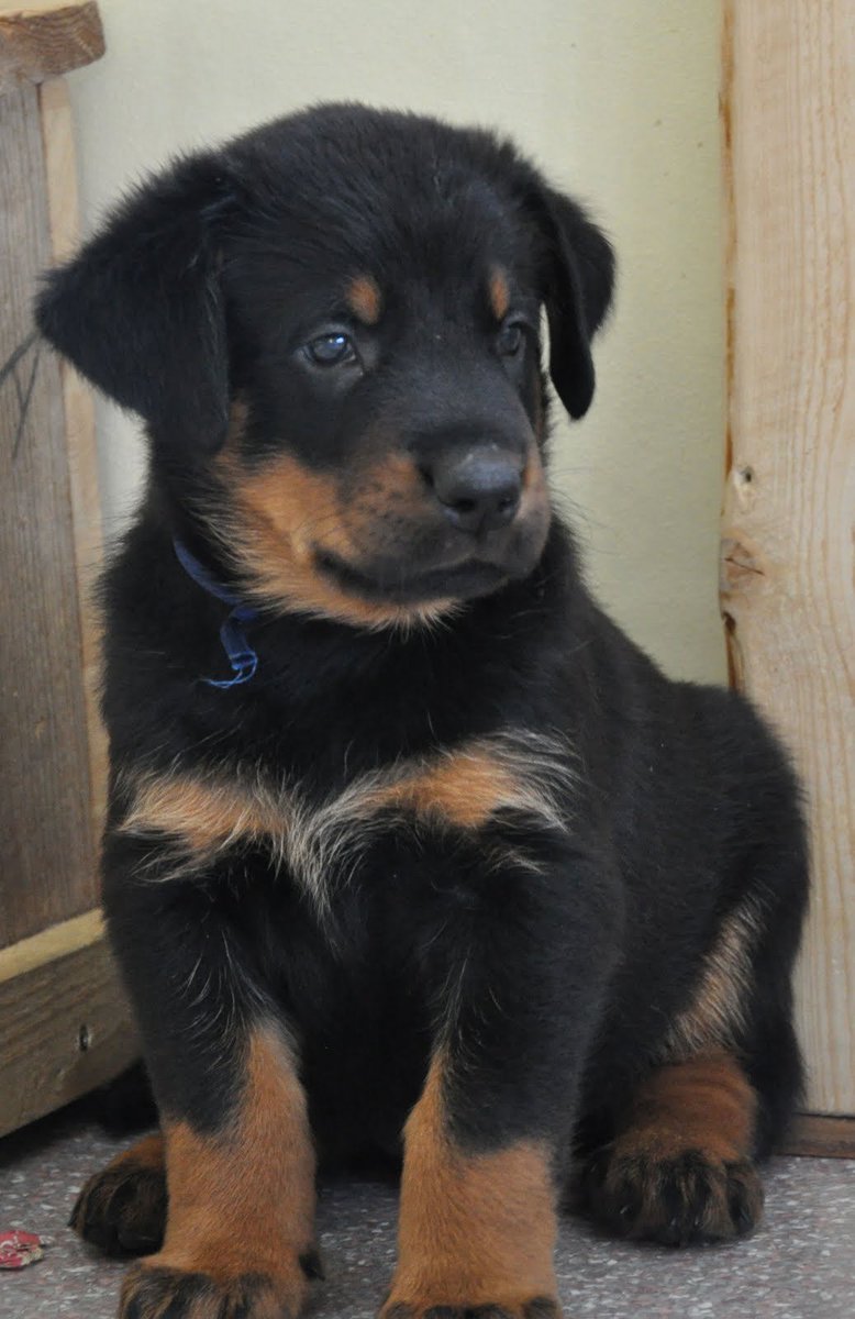 PuppyFindEurope's tweet image. 🐾 Exciting Beauceron News! 🎉🐶

Discover the captivating world of Beauceron dogs: history, loyalty, and adventure! 🐾❤️🌍

#BeauceronLove #LoyalCompanions #AdventureDogs