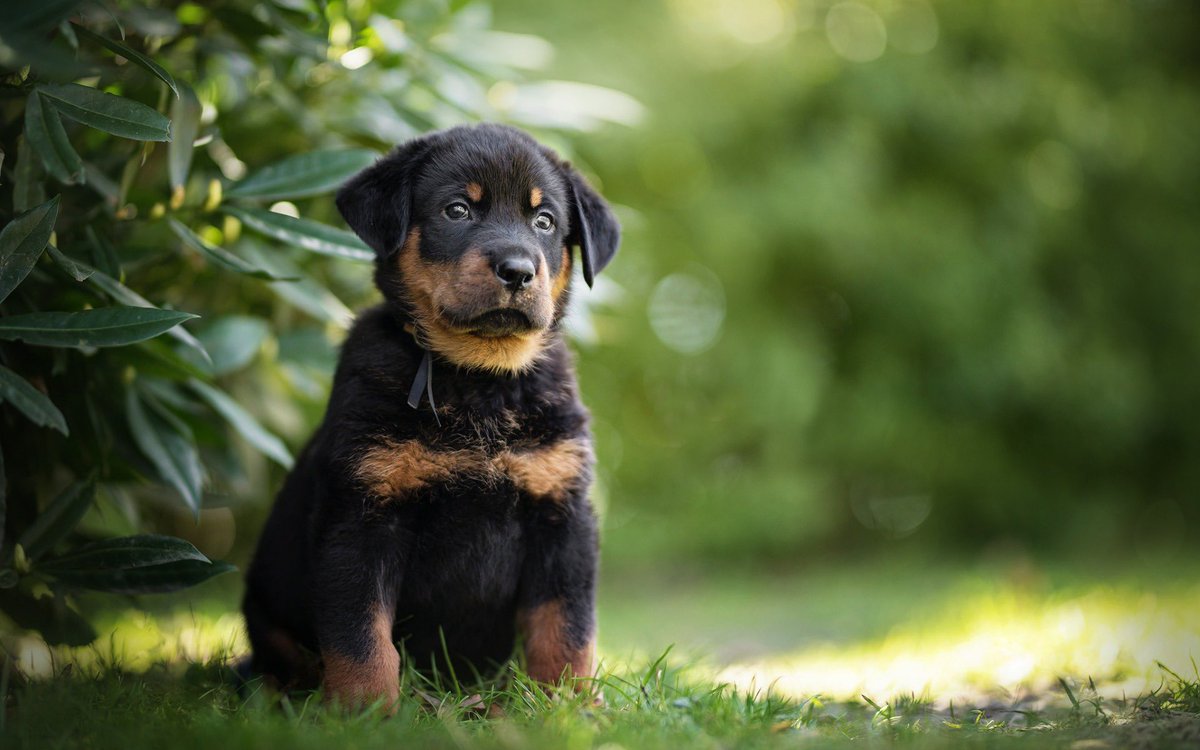 PuppyFindEurope's tweet image. 🐾 Exciting Beauceron News! 🎉🐶

Discover the captivating world of Beauceron dogs: history, loyalty, and adventure! 🐾❤️🌍

#BeauceronLove #LoyalCompanions #AdventureDogs