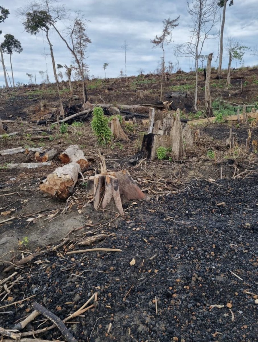 SpireJim's tweet image. “Bugoma Forest being cleared for Sugarcane! Who will bell the cat? Many years down the line we shall call upon Rotarians to come help us reforest the same place,probably CSR from oil companies &amp;amp; even borrow for some crazy reforestation program. Now we watch” (Concerned citizen)