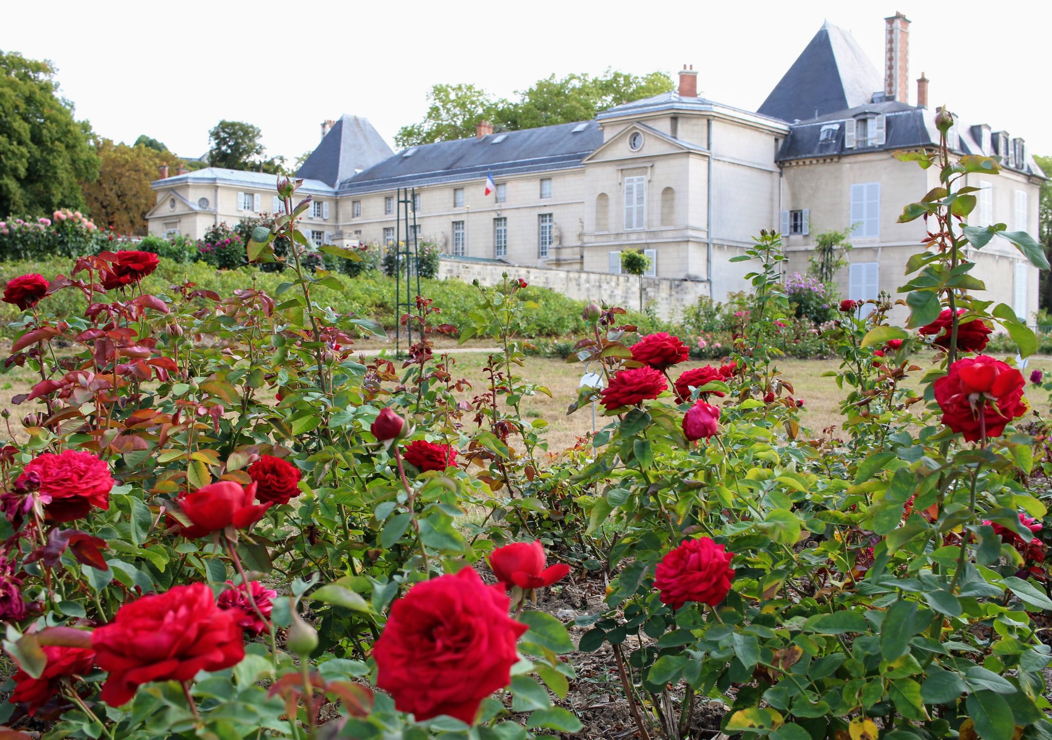 Rina on Twitter "ピンクの薔薇をフランス語で言うと? ピンク色はローズ、薔薇の花もローズなのでローズローズRose Rose