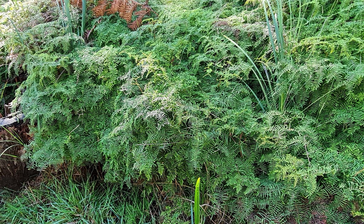 StuartWilliams_'s tweet photo. Scrambling coral-fern (Gleichenia microphylla) at Arthurs Seat State Park
#Ferns #Gleichenia #Gleicheniaceae #ozplants https://t.co/jmF9NOYF44