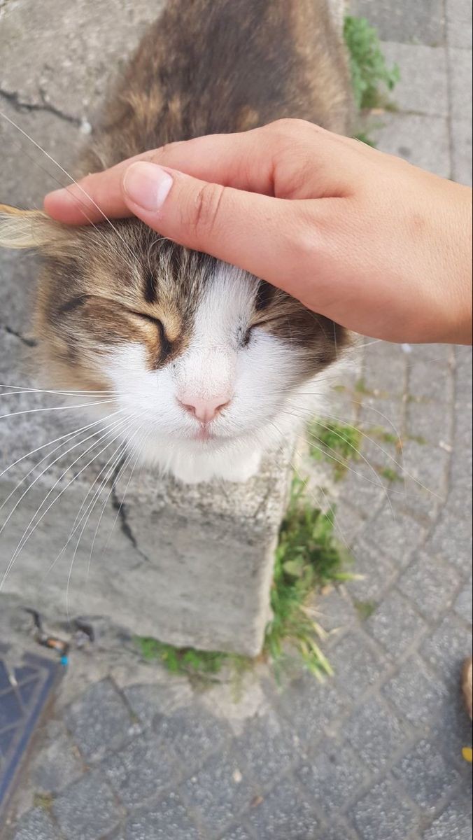Merhamet görenin de gösterenin de kalbini ısıtır 
Elhâmdûlillâh 😌🤍
Ne giyersen giy merhameti yüreğine giydirmediğin sürece giydiğin her şey üzerinde eğreti durur...
"Zira insana yakışan en güzel şey merhamettir"🌼