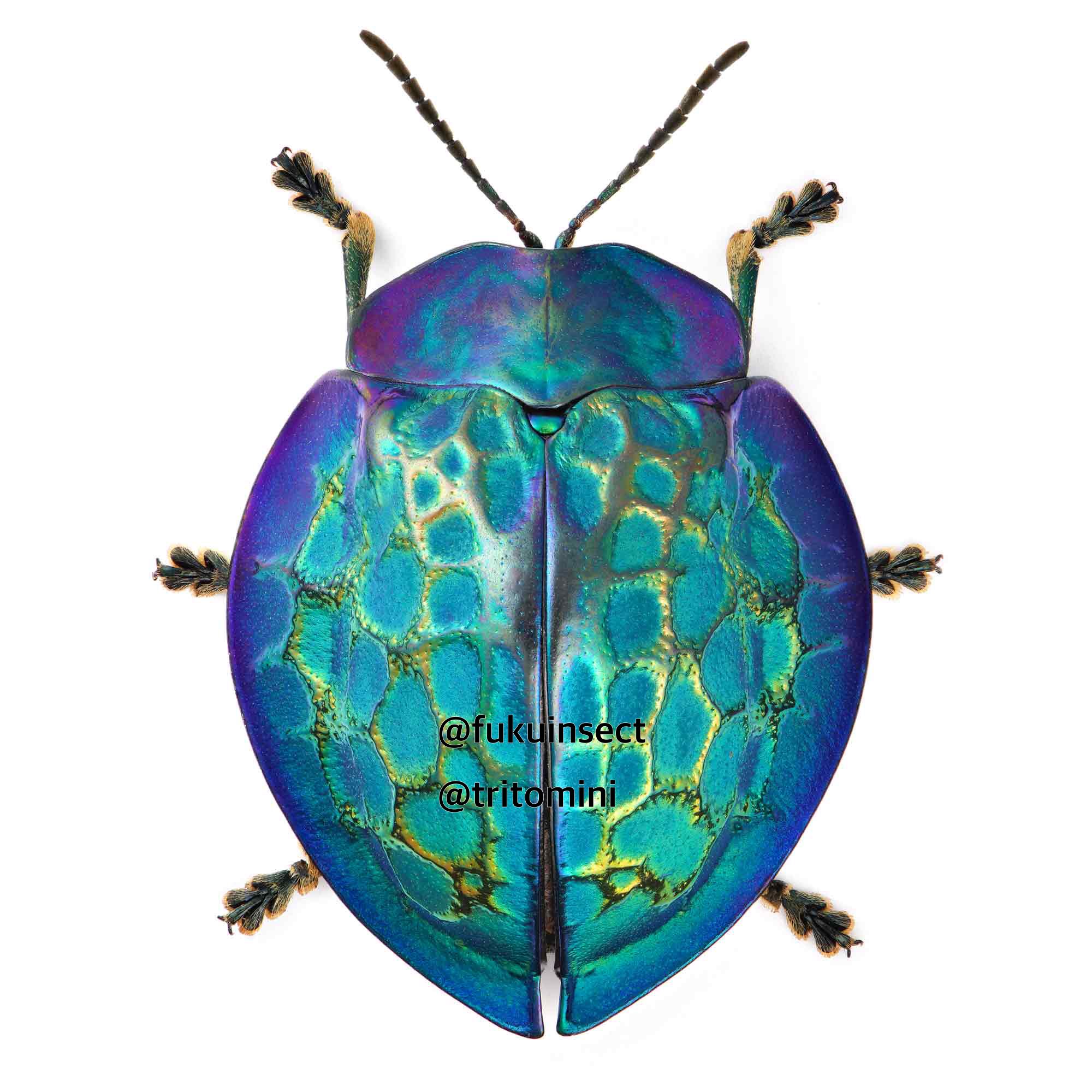 美麗ブローチハムシ 巨大 標本