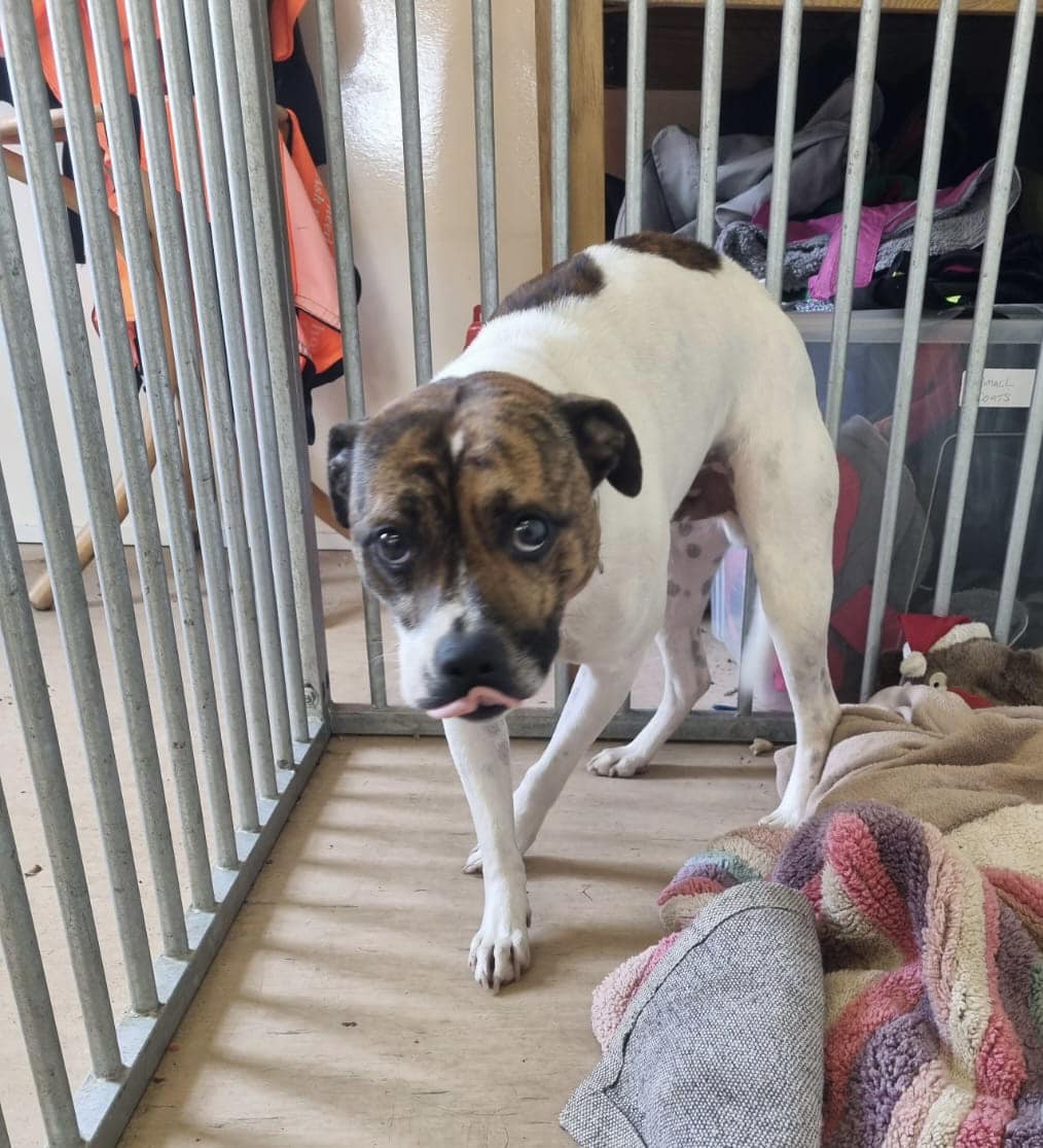 Please retweet to HELP FIND THE OWNER #NEWPORT #WALES  

•Found Redland Street, off Malpas Road •Currently doing 7 days at Newport City Dogs Home. 
•If this is your dog, please call the Centre on 01633 290902

DETAILS👇 
facebook.com/NCDHRehoming 
#dogs #Cardiff #Swansea #UK