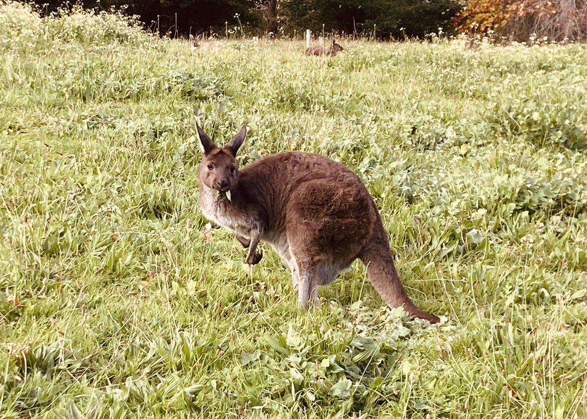 booksandwine76's tweet photo. The hills are alive @BotGardensSA! Also, Skippy #MountLofty https://t.co/bqiHdcmiau