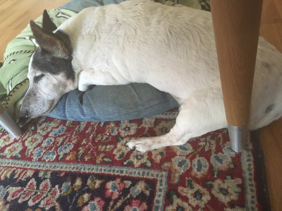 _btrx_'s tweet photo. @15outof10 This is Millan, at 16 years old she decided that taking the extra step to fully lie down in her bed was unnecessary, when you can just lie down and sleep halfway on it instead 😴 https://t.co/I2ihmvUPgx