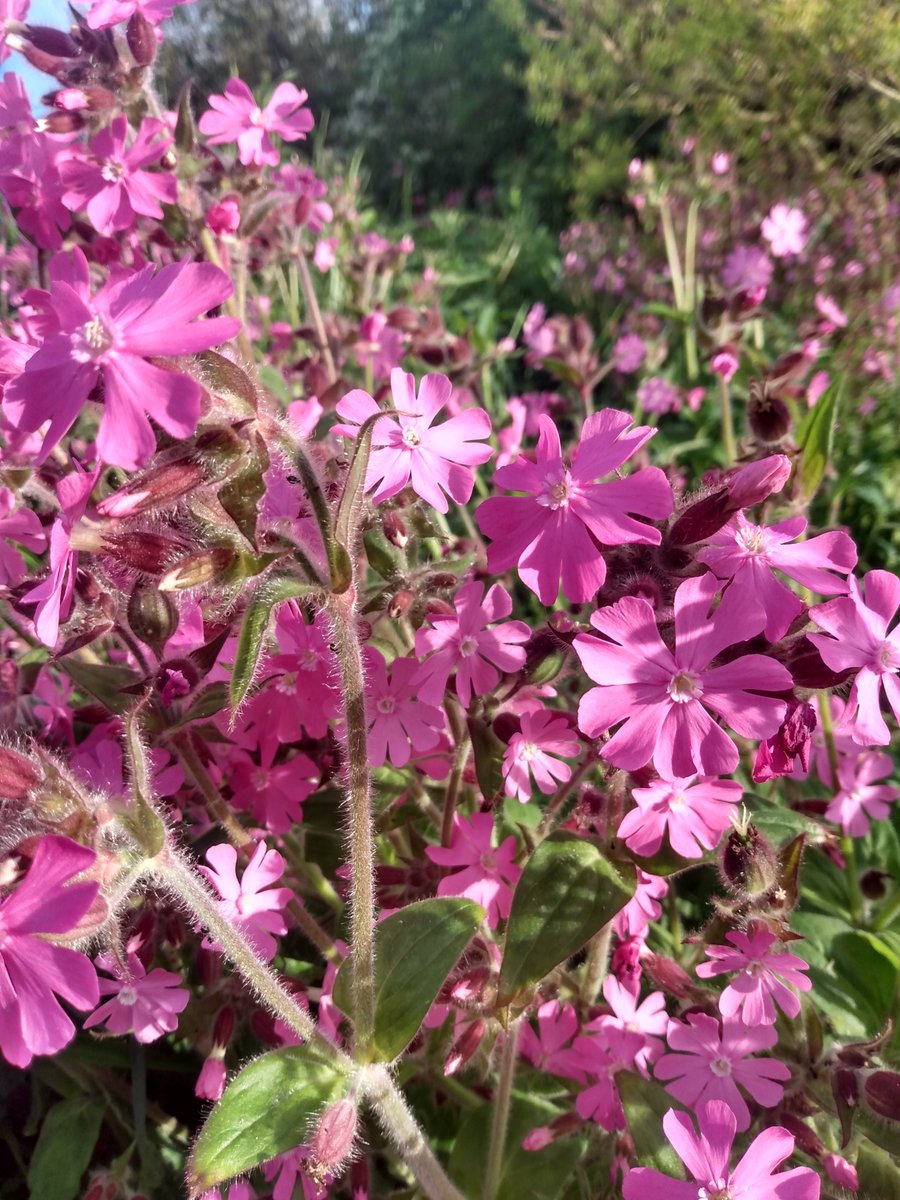 newworkjunction's tweet image. Happy Thursday, try a sip of late evening Carlow sunshine, and hedgerow wine.