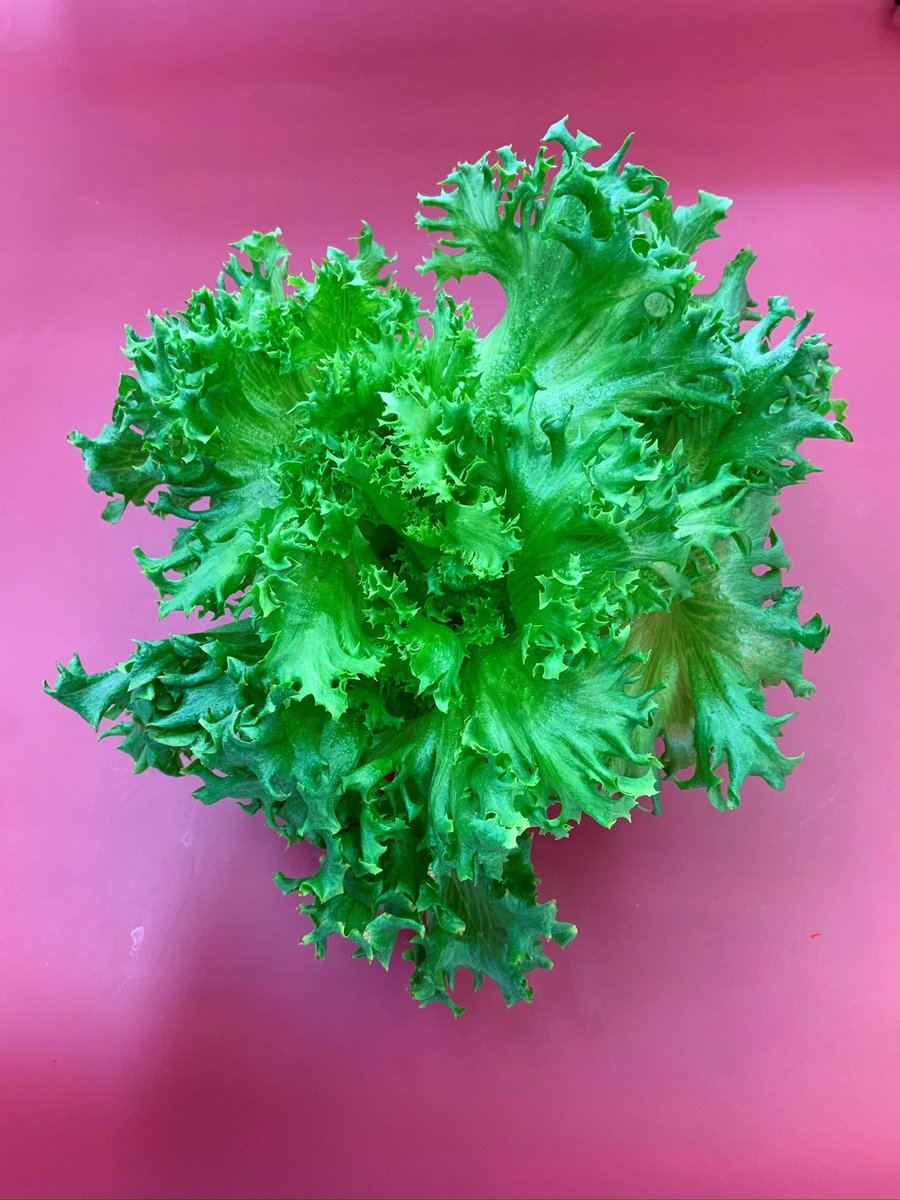 LFT_official's tweet photo. #今日のレタス

GW明けのレタス🥬
シャキシャキ感やみずみずしさのバランスが良く、とてもよい出来でした👏

#レタス
#植物工場
#植物工場野菜
#水耕栽培
#サスティナブル
#農業
#東京野菜
#東京都
#大田区
#羽田産
#羽田空港
#地元野菜
#地産地消
#サラダ
#sdgs
#fresh
#lft https://t.co/7rrBDayr2E